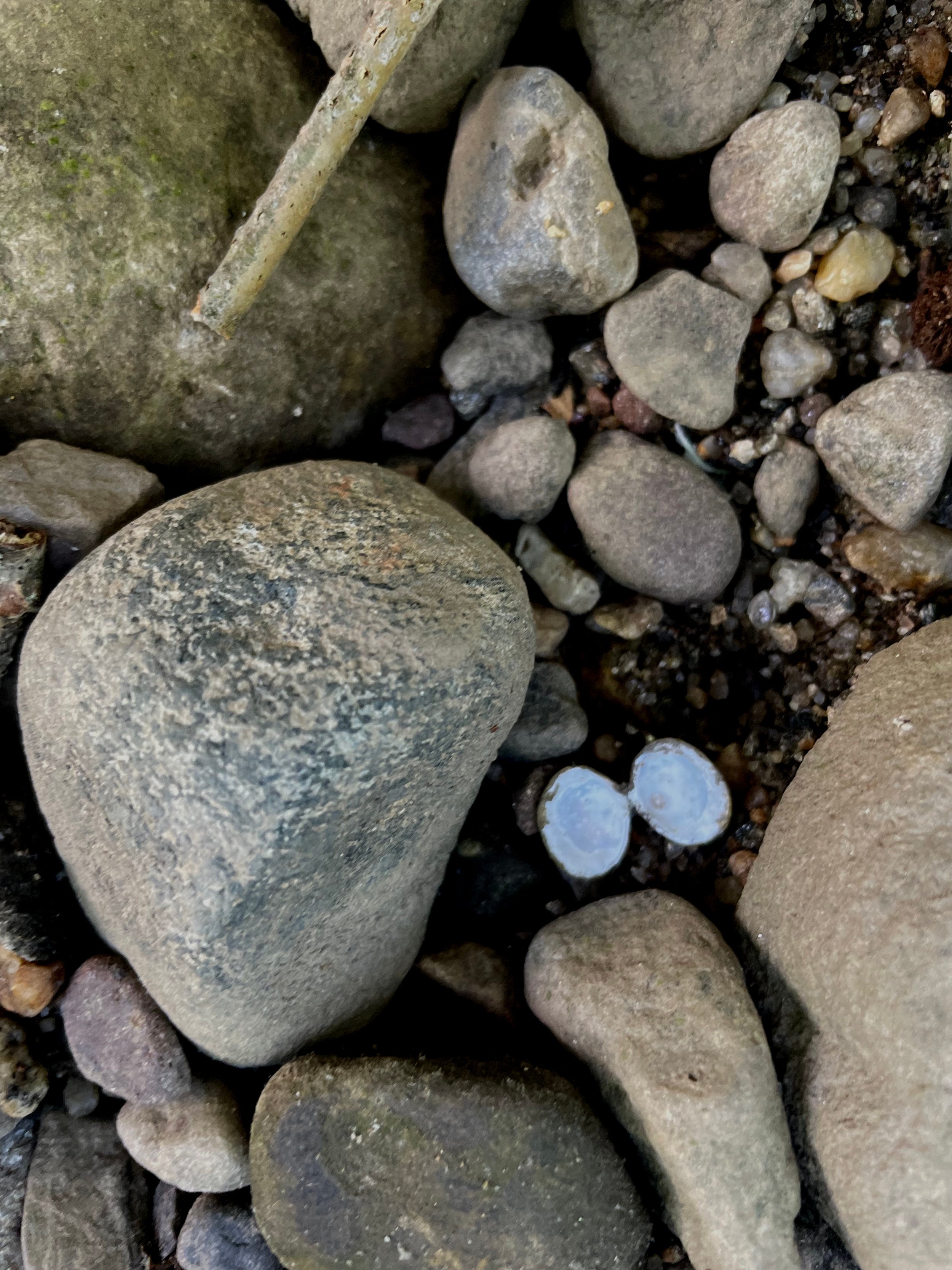 And in some poems she sets hallucination free.