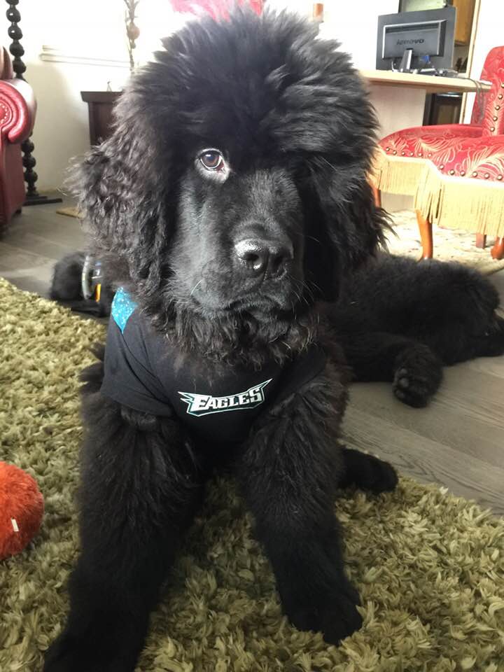 gus-00.jpg