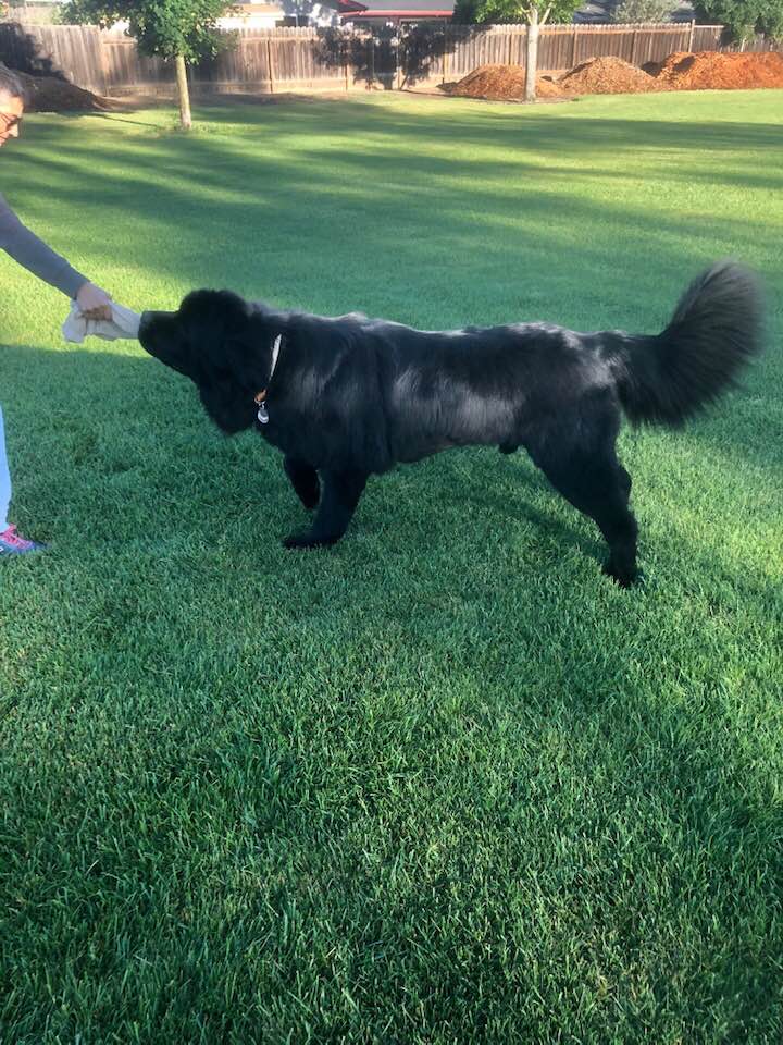 gus-0.jpg