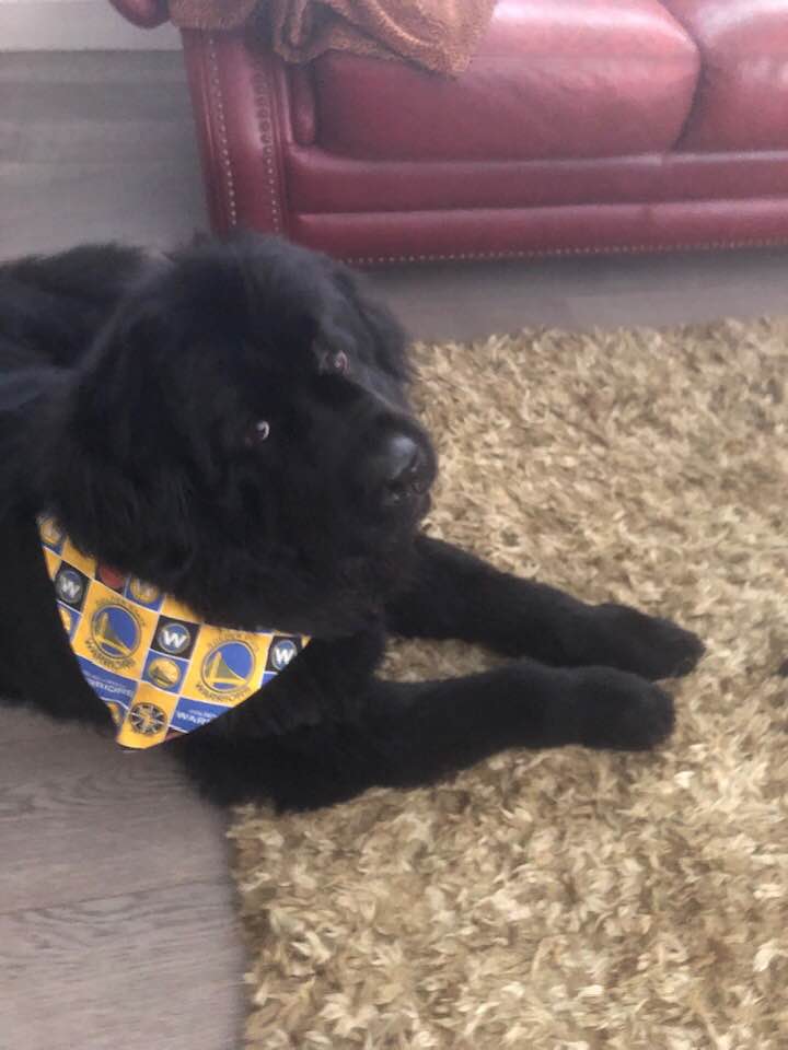 gus-1.jpg