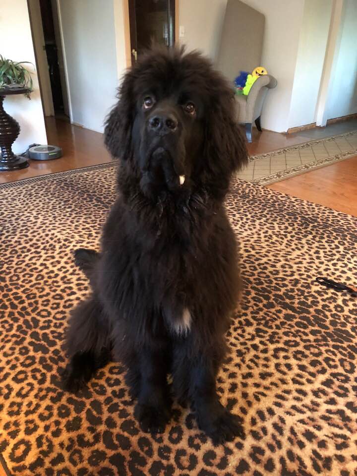 gus-5.jpg