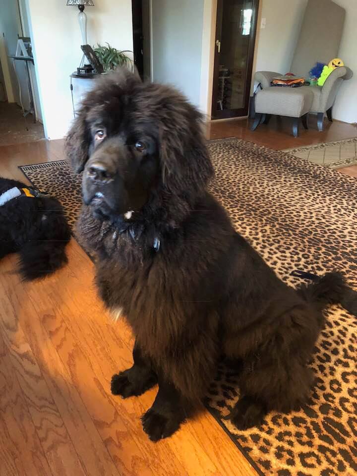 gus-6.jpg