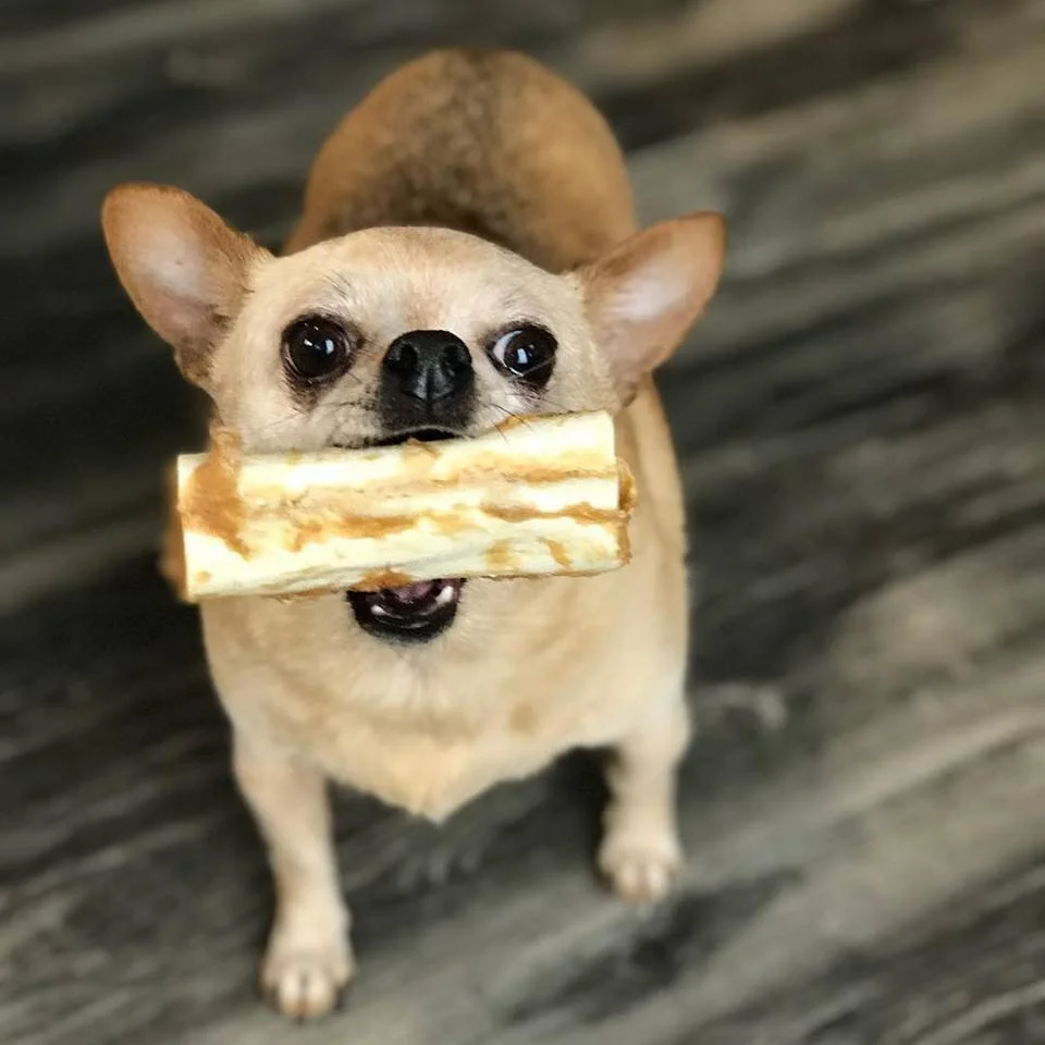 chickdog.jpg