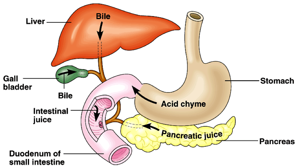 Bile - Far Ranging Effects on Health and Prevention of Illness