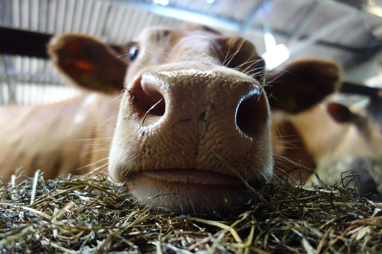 24-Hour Yogurt for Intestinal Methanogen Overgrowth