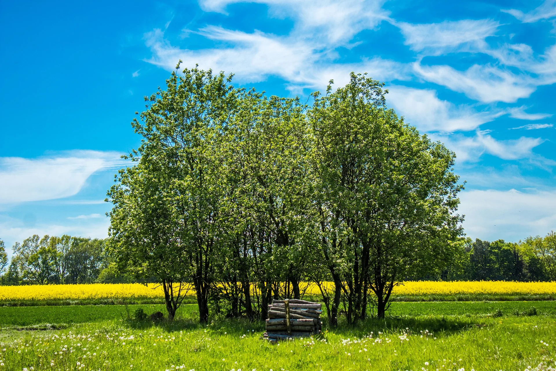 cluster-trees-1920.jpg