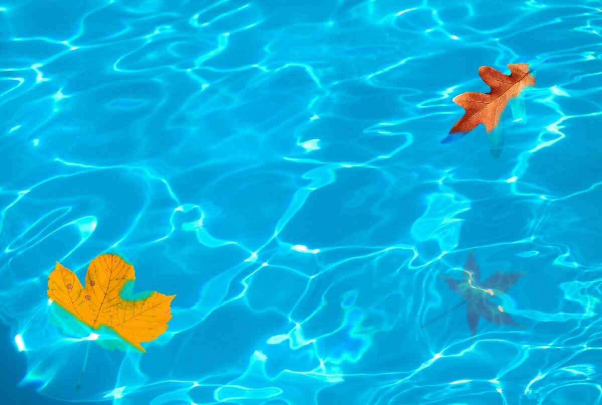 leaves_leaf_fall_colors_fall_fall_leaves_background_fall_background_leaves_background-456356.jpg!d.jpeg