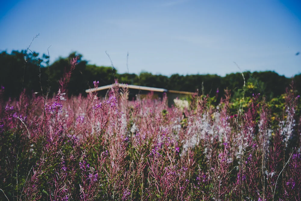 Postcards from Österlen & Slöinge