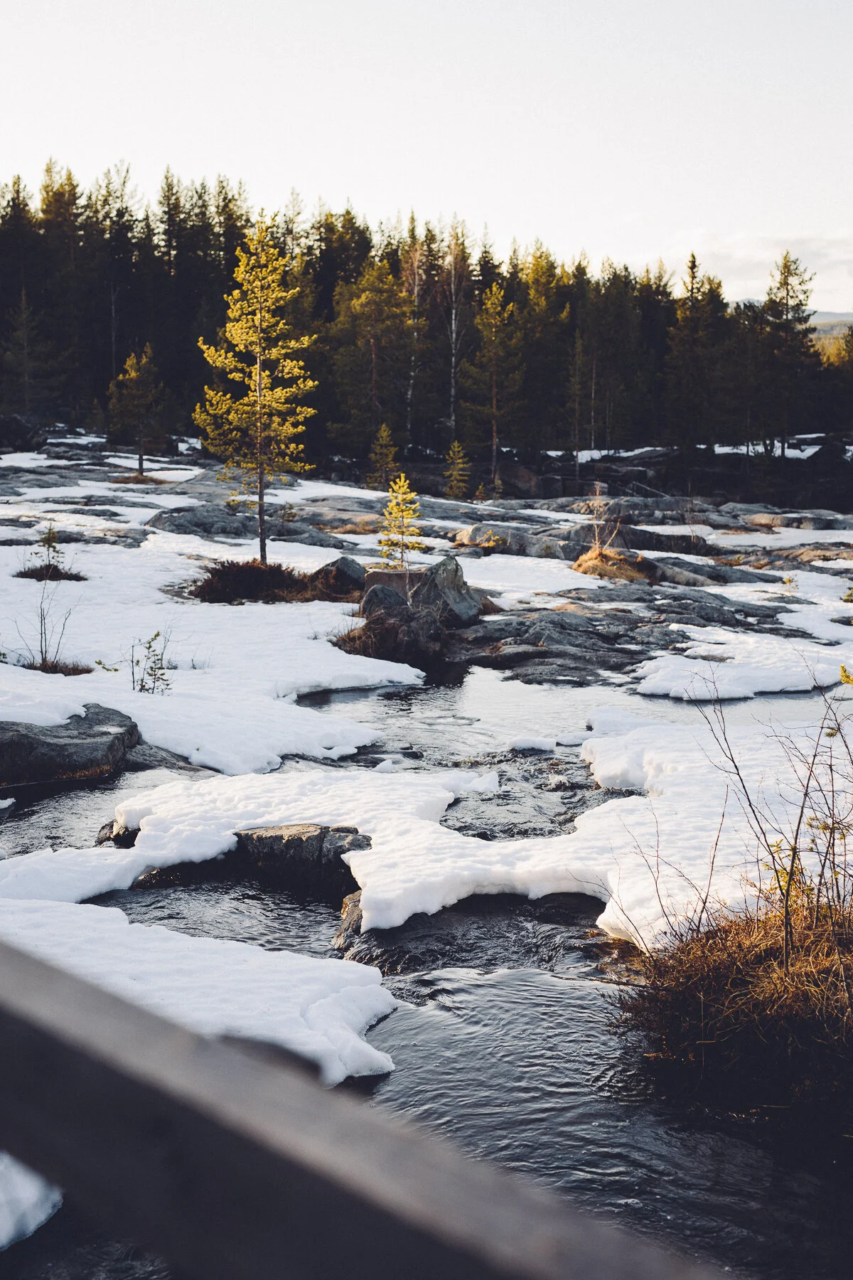 Storforsen, vårskrik och filmteam på besök