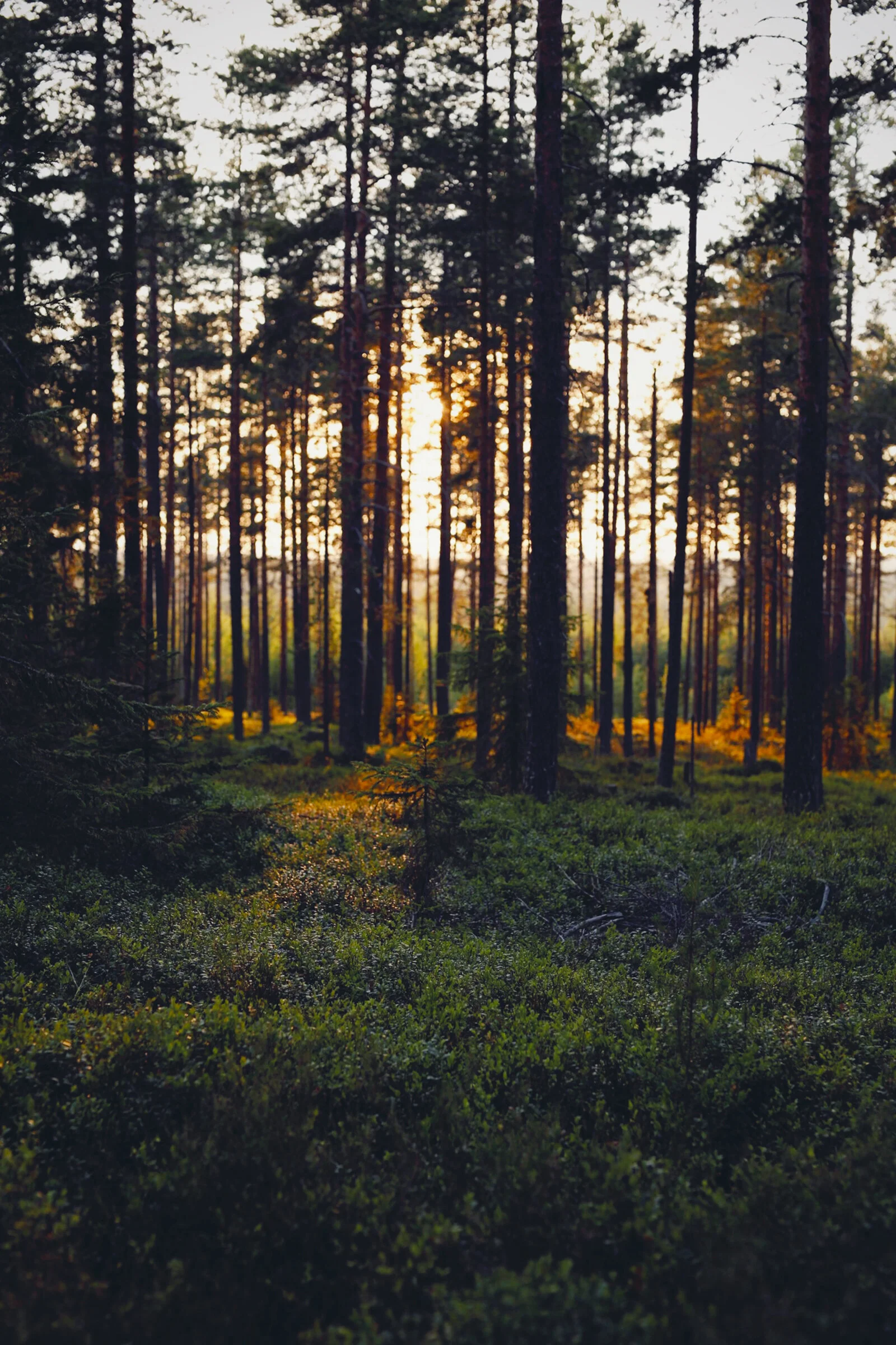 En personlig blogglista om 2018