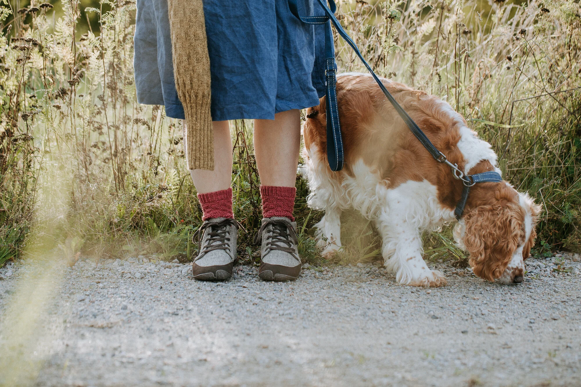 cocker spaniel knitting pattern