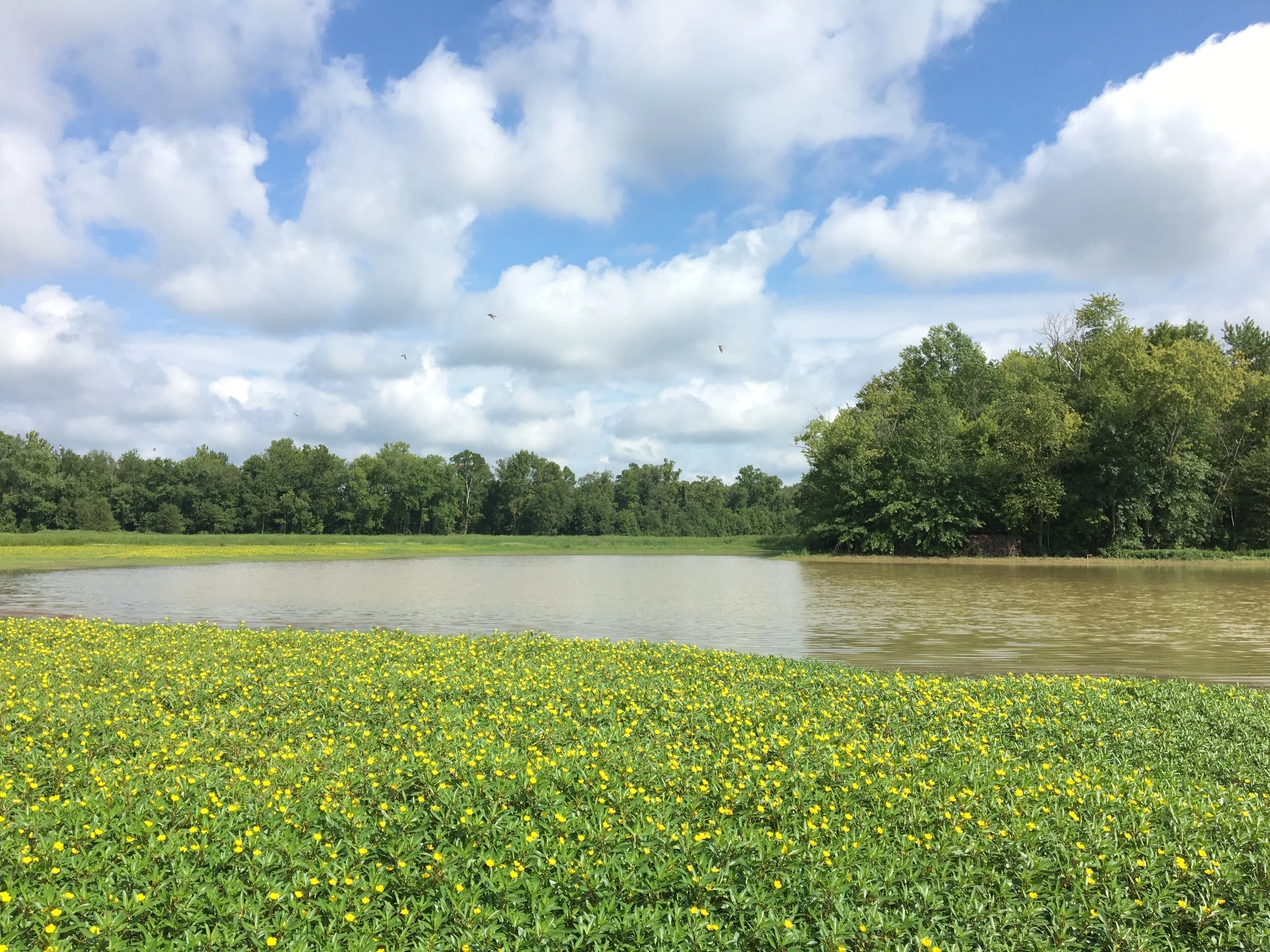 What's in Your Mirror?