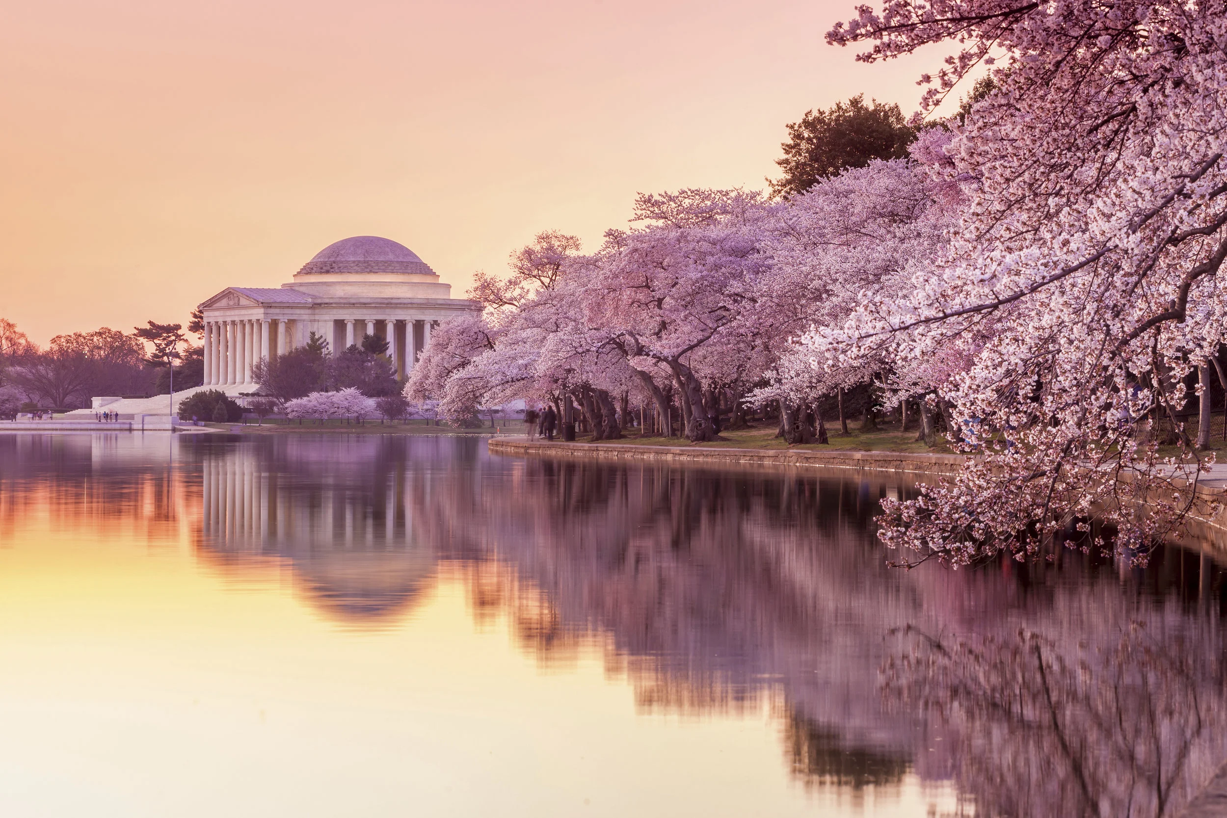 The Trust for the National Mall Launches Endow a Cherry Tree Campaign