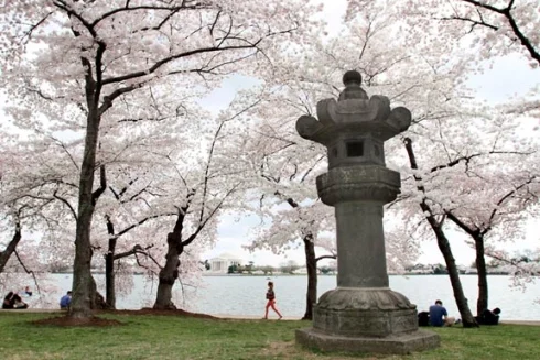 Japanese Lantern on the Tidal Basin