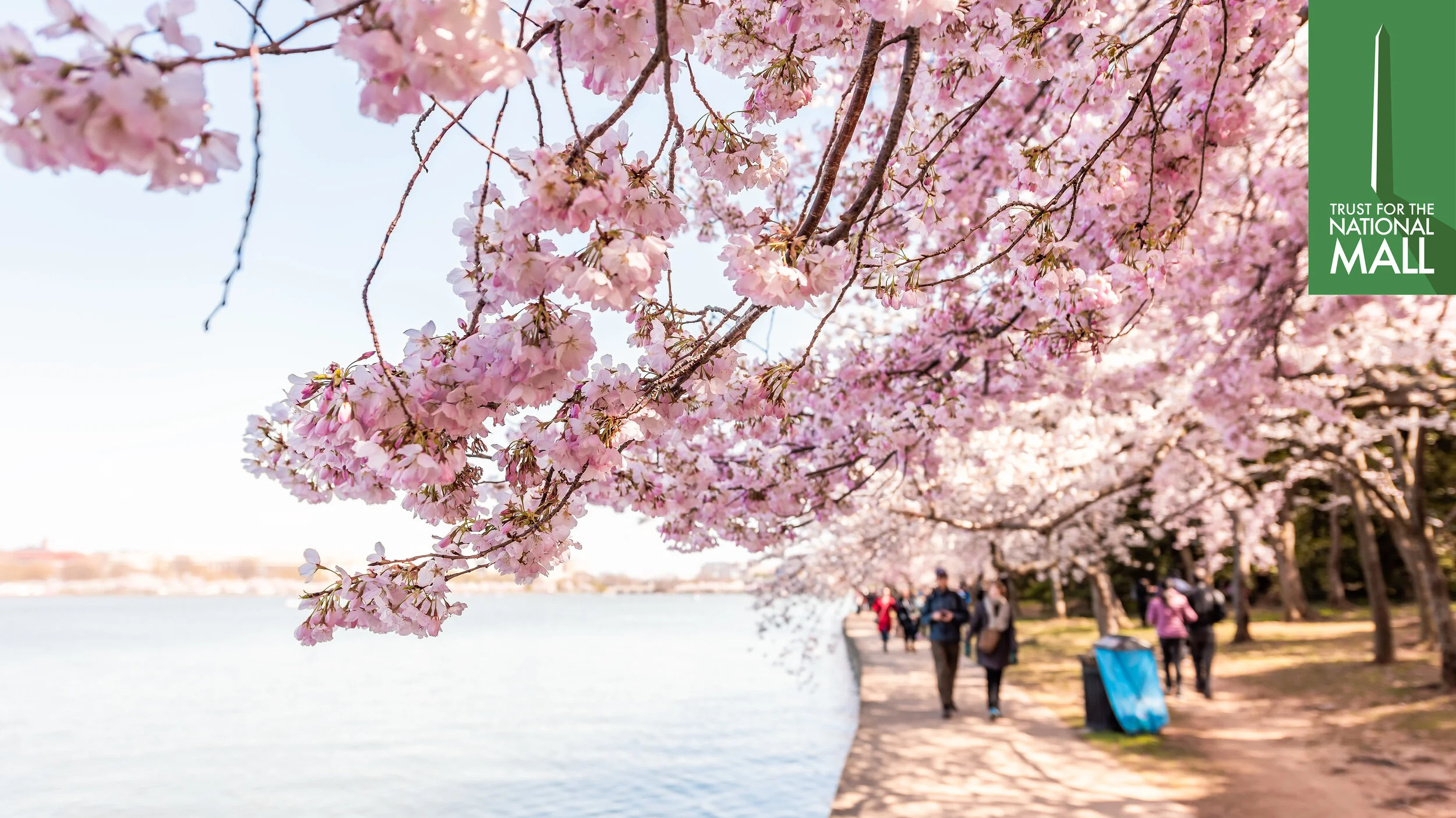 Cherry Blossom Puzzle #1