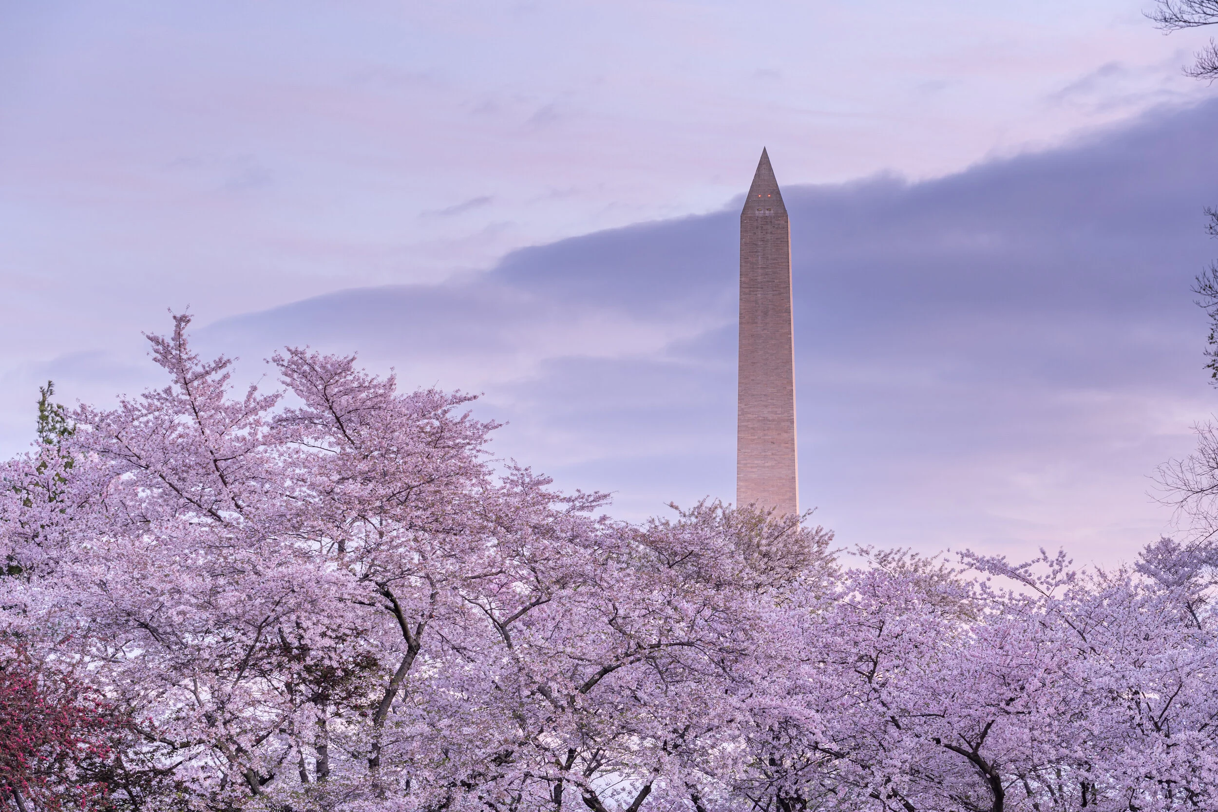 Digital Cherry Blossom Puzzles