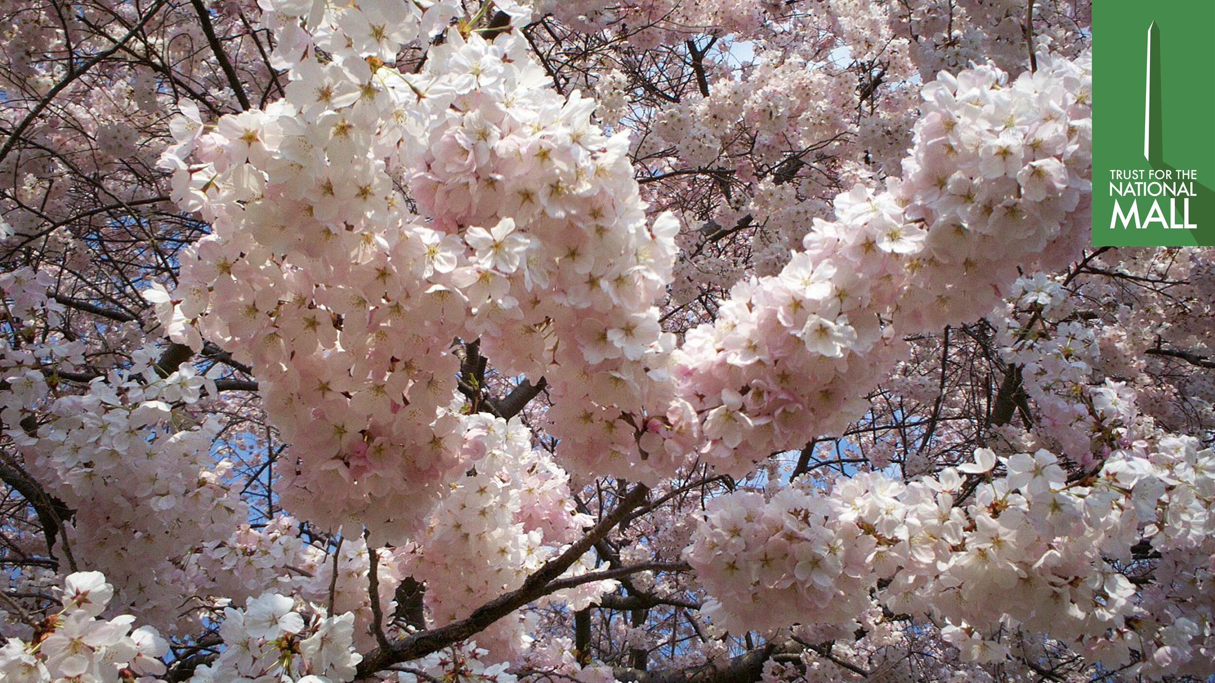 CherryBlossom-Zoom-Backgrounds11.jpg