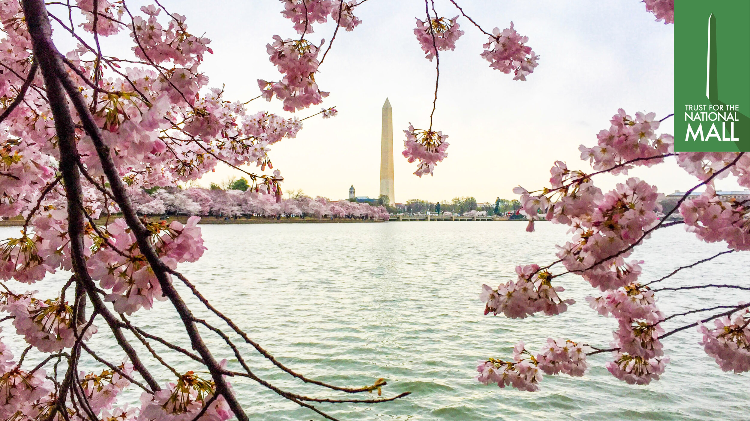 CherryBlossom-Zoom-Backgrounds9.jpg