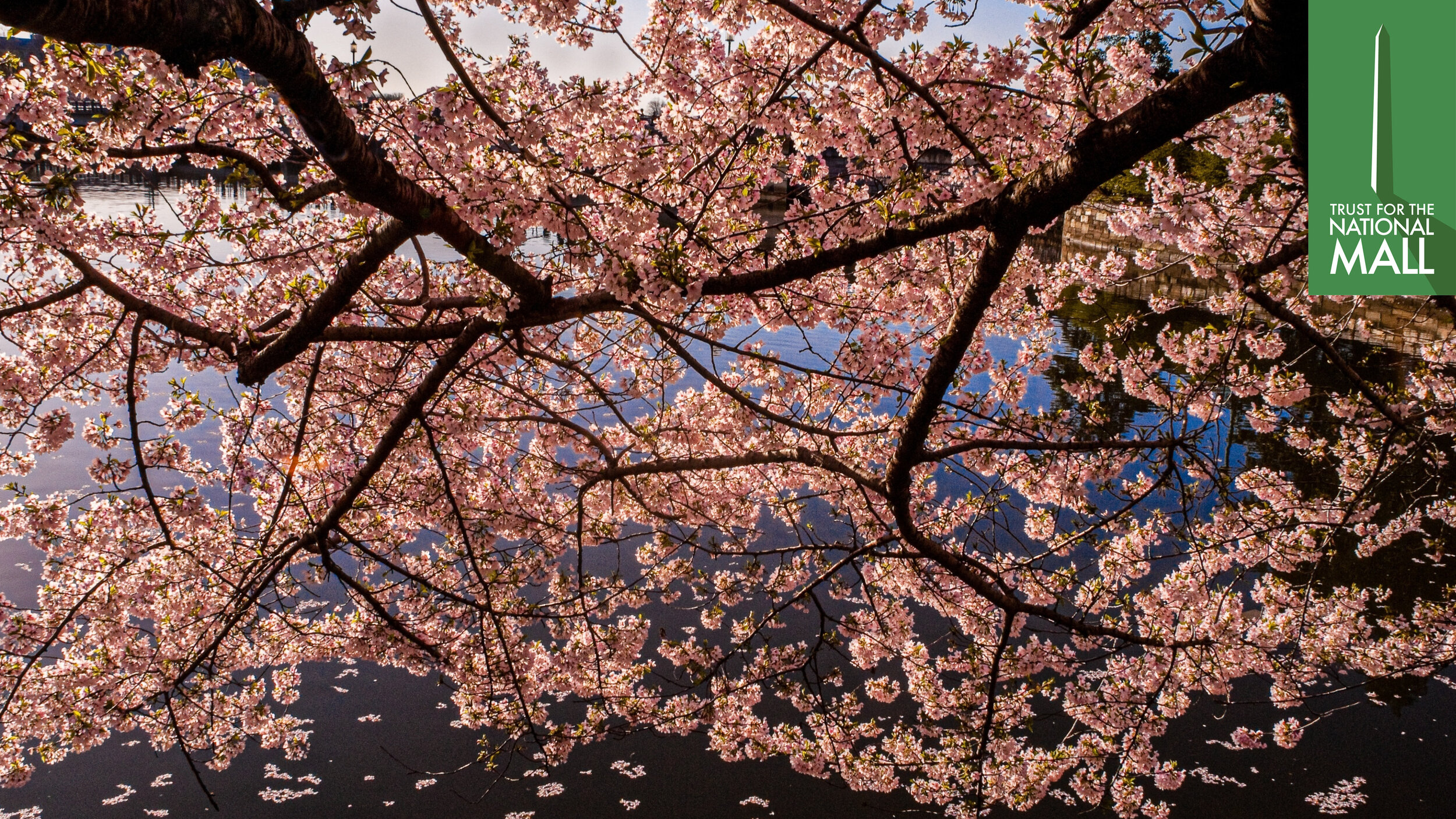 CherryBlossom-Zoom-Backgrounds10.jpg