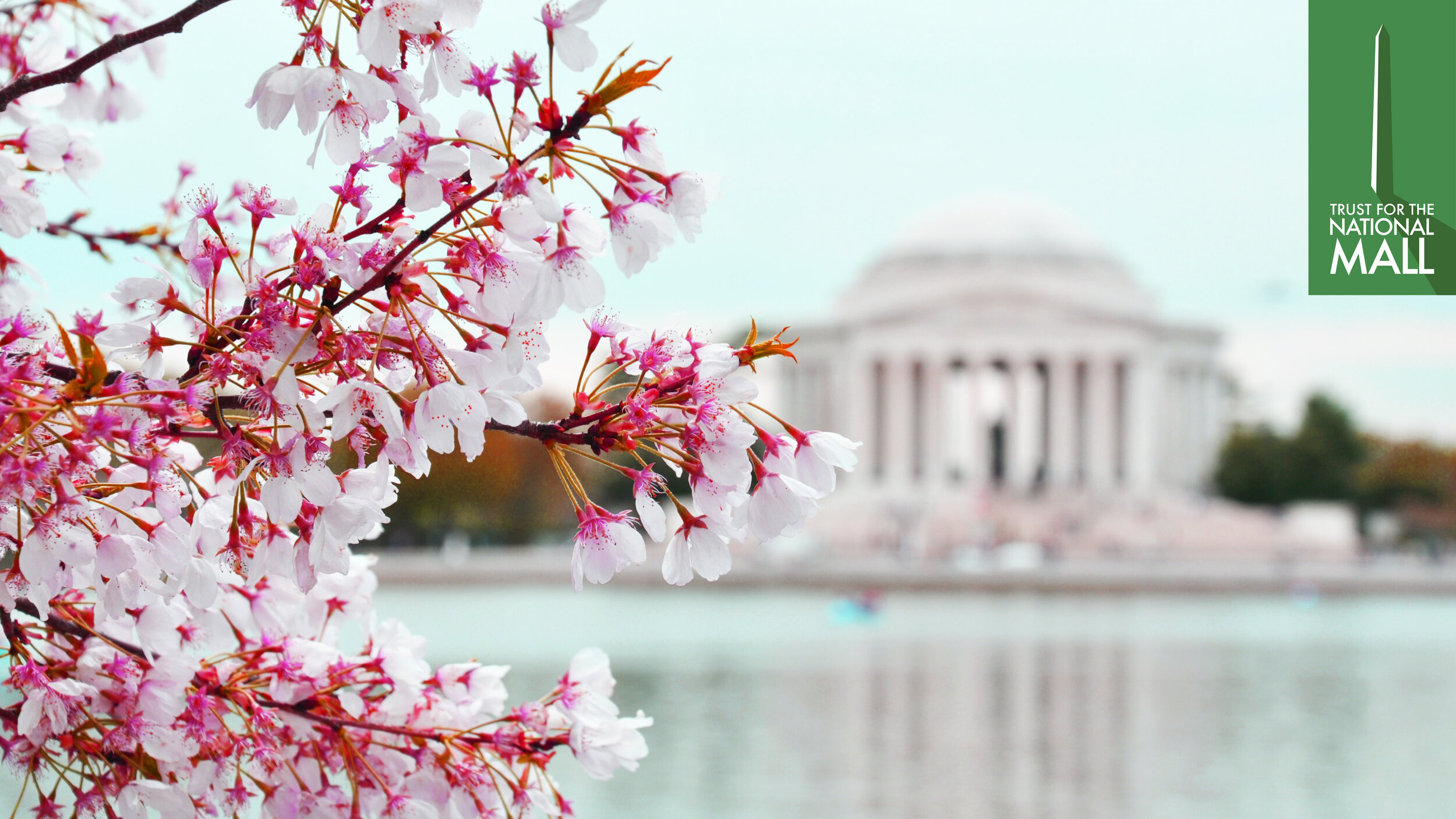 CherryBlossom-Zoom-Backgrounds6.jpg