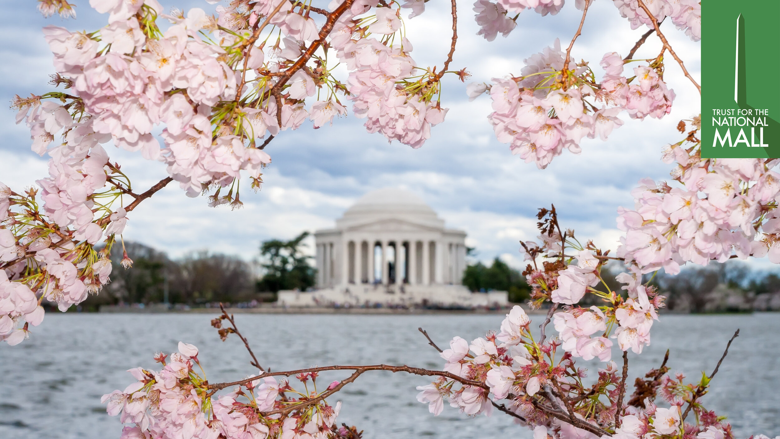 CherryBlossom-Zoom-Backgrounds3.jpg