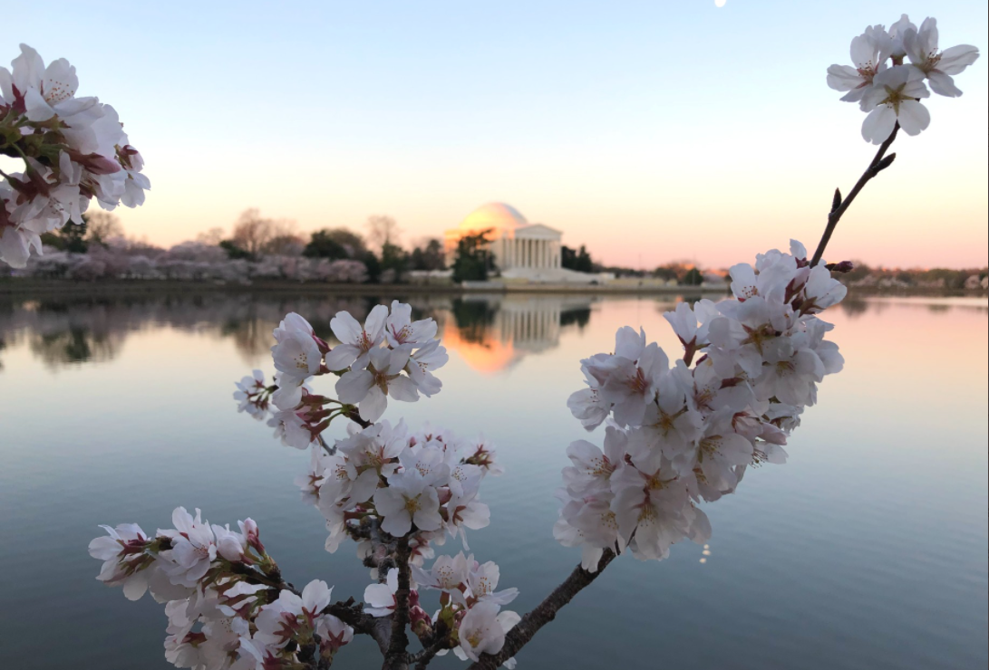 WJLA-TV: NPS arborist says climate change threatens future of Cherry Trees