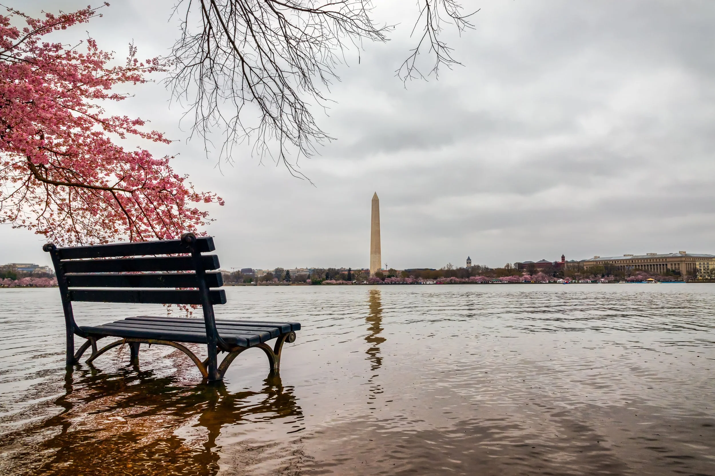 FOX Weather Sunrise: Tidal Basin flooding threatening Cherry Blossom trees in Washington, DC
