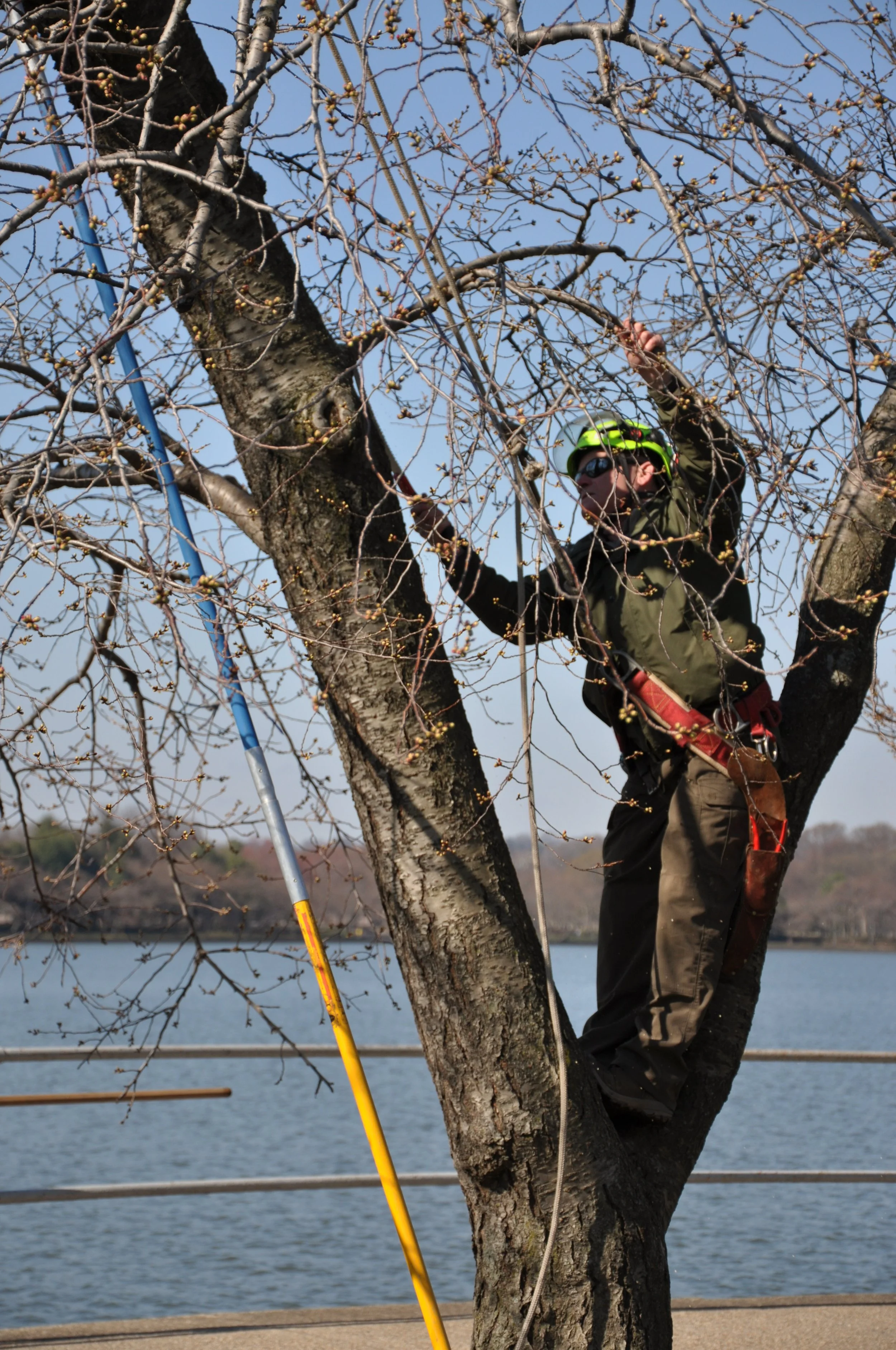 MEDIA ADVISORY: Peak Bloom Care for the Cherry Trees at the Tidal Basin 