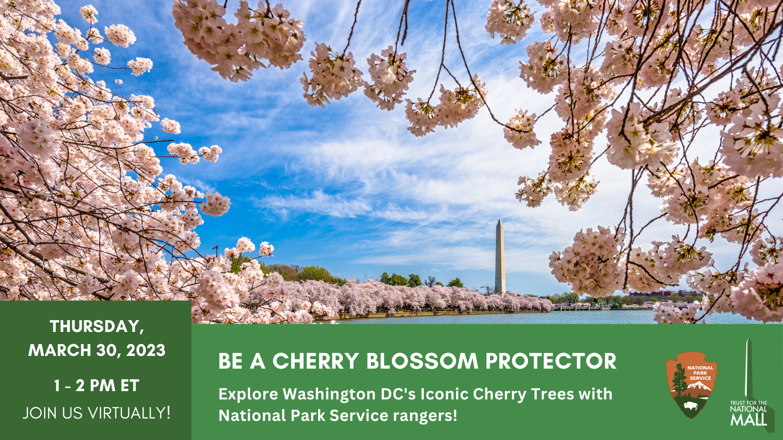 Be a Cherry Blossom Protector! Explore Washington DC's Iconic Cherry Trees