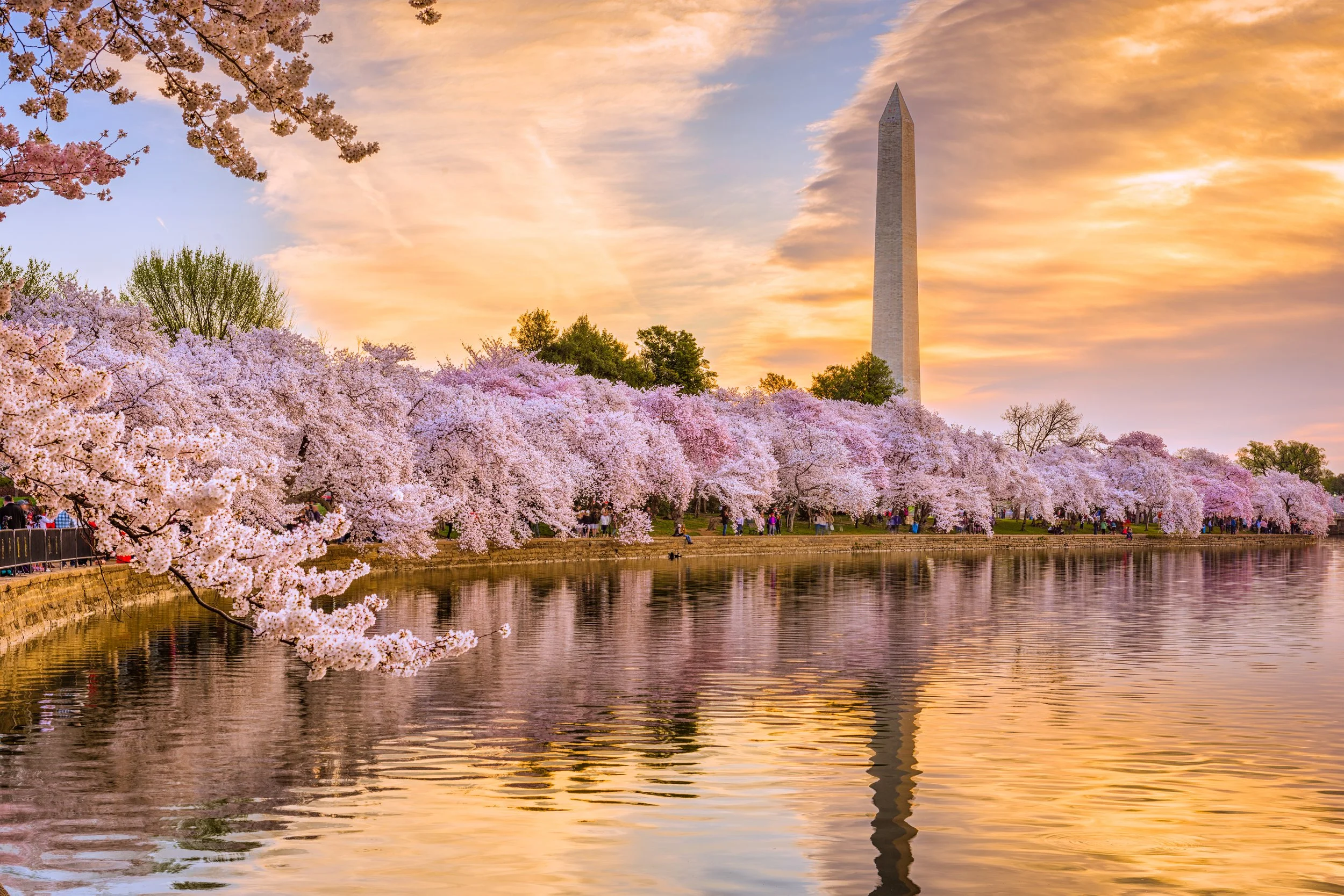 RELEASE: DAR Announces $2 Million Dollar Gift to Support Iconic Cherry Blossoms to Honor America's 250th Anniversary