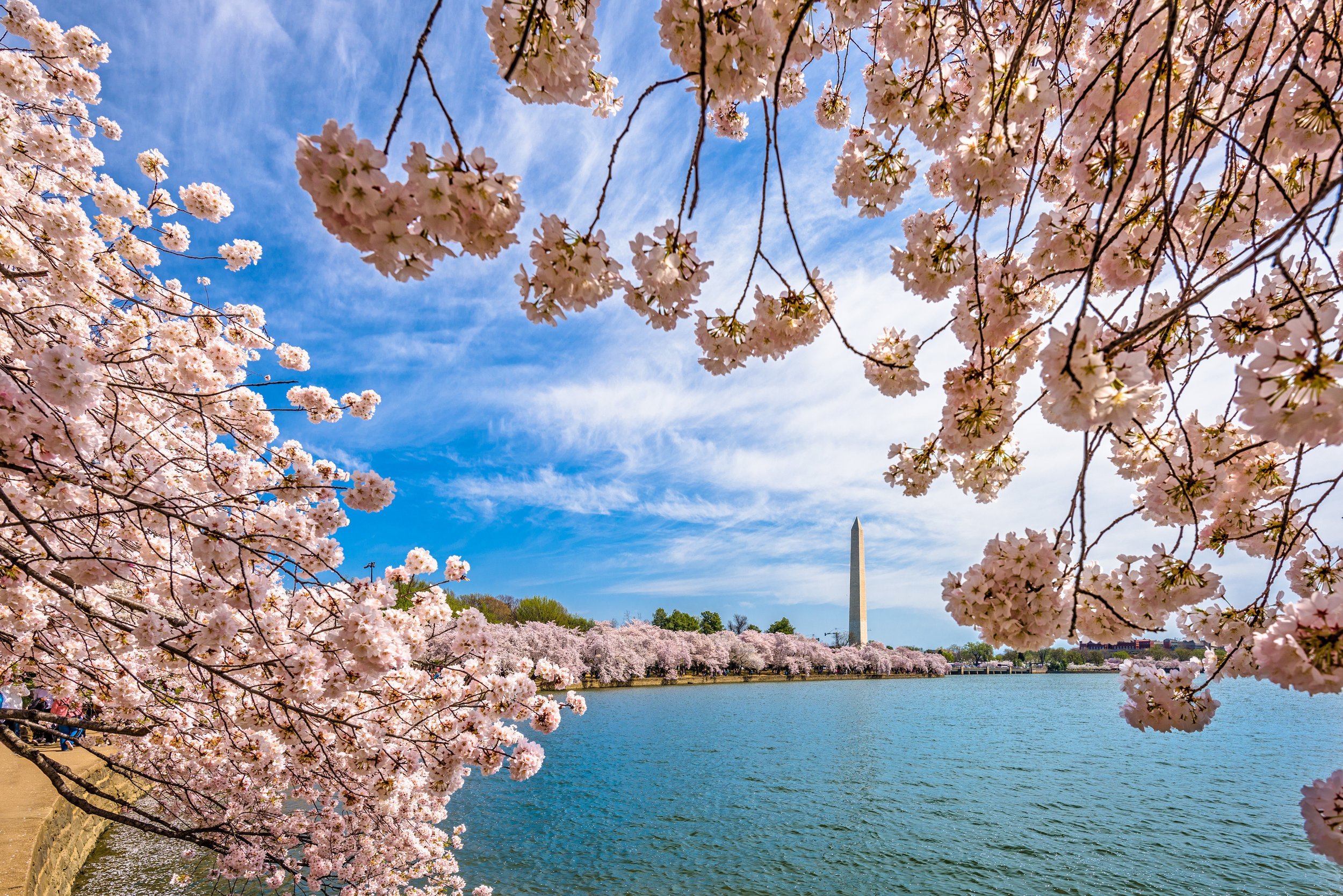 Celebrating DAR's Legacy Gift to Support Iconic Cherry Blossoms