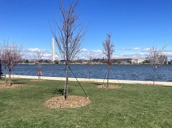 RELEASE: Peak Bloom and Care of the Cherry Trees