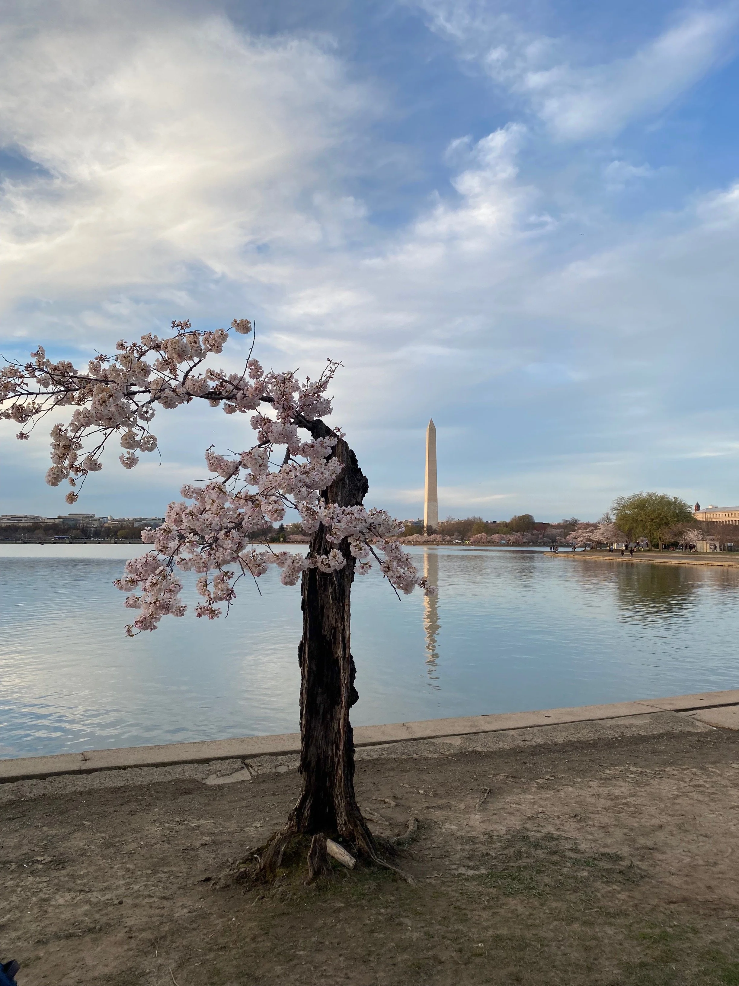 Washington Post: Stumpy steals the hearts of thousands at the Tidal ...