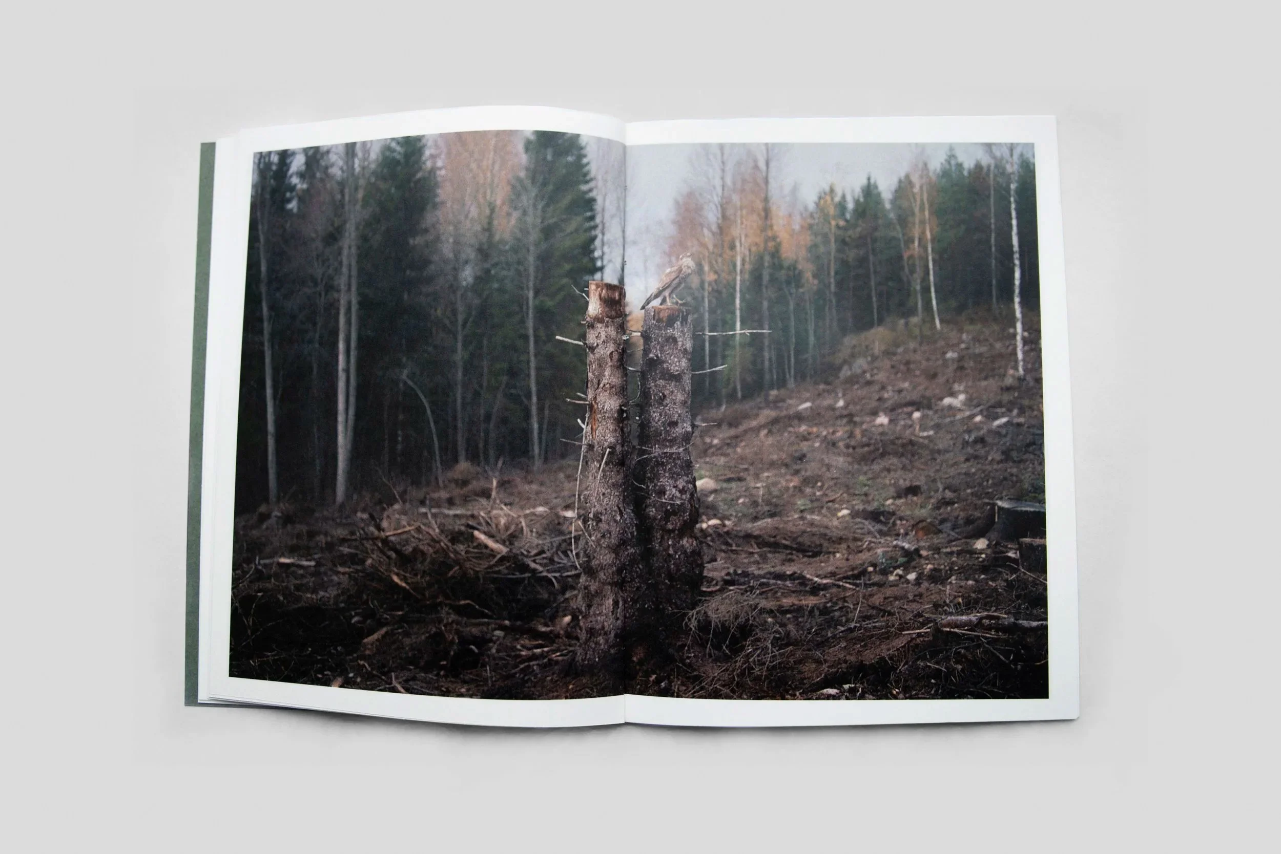 Forest3.jpg.jpg
