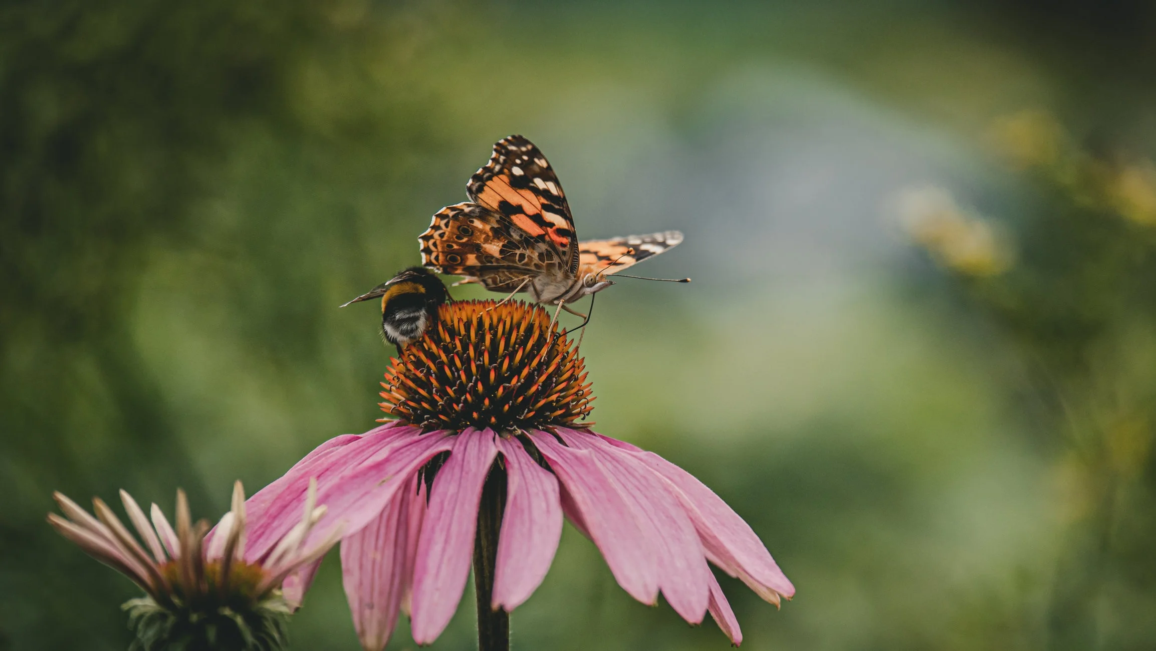 Dorpstuin-3aug2019-8.jpg