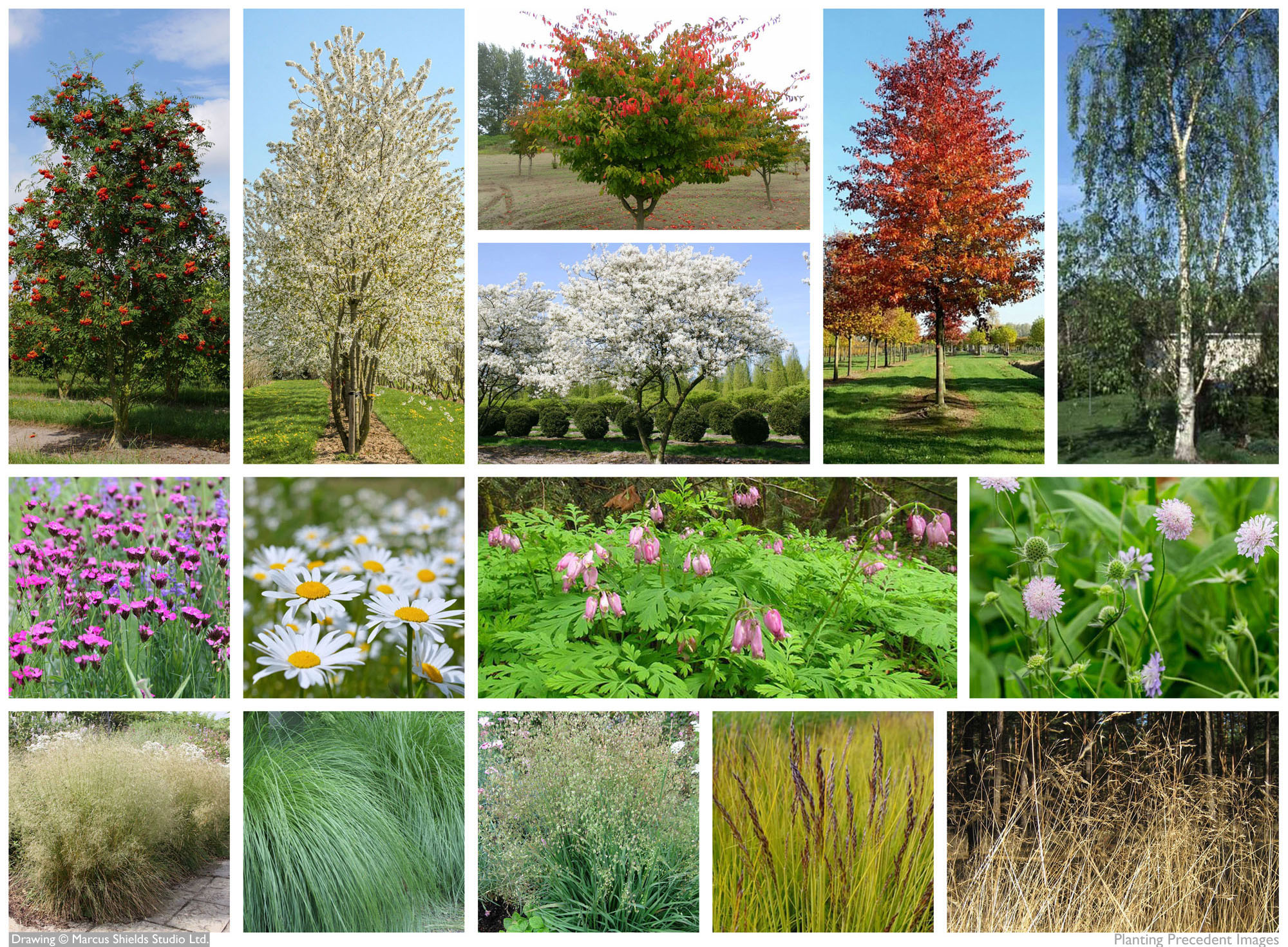MSS-Planting-Precedent-Images.jpg