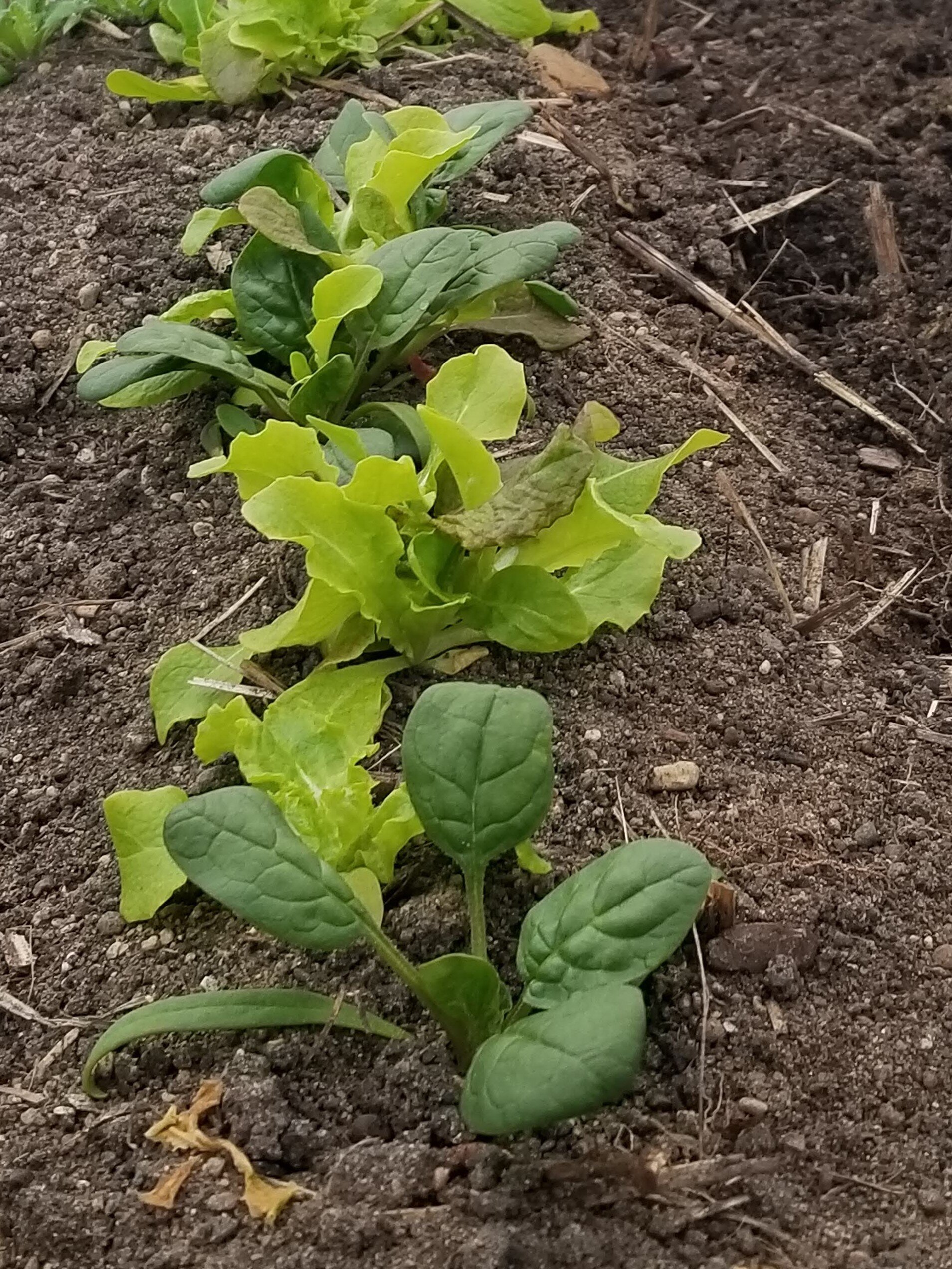 02.28.20: Spinach and lettuce planted 10.26.19