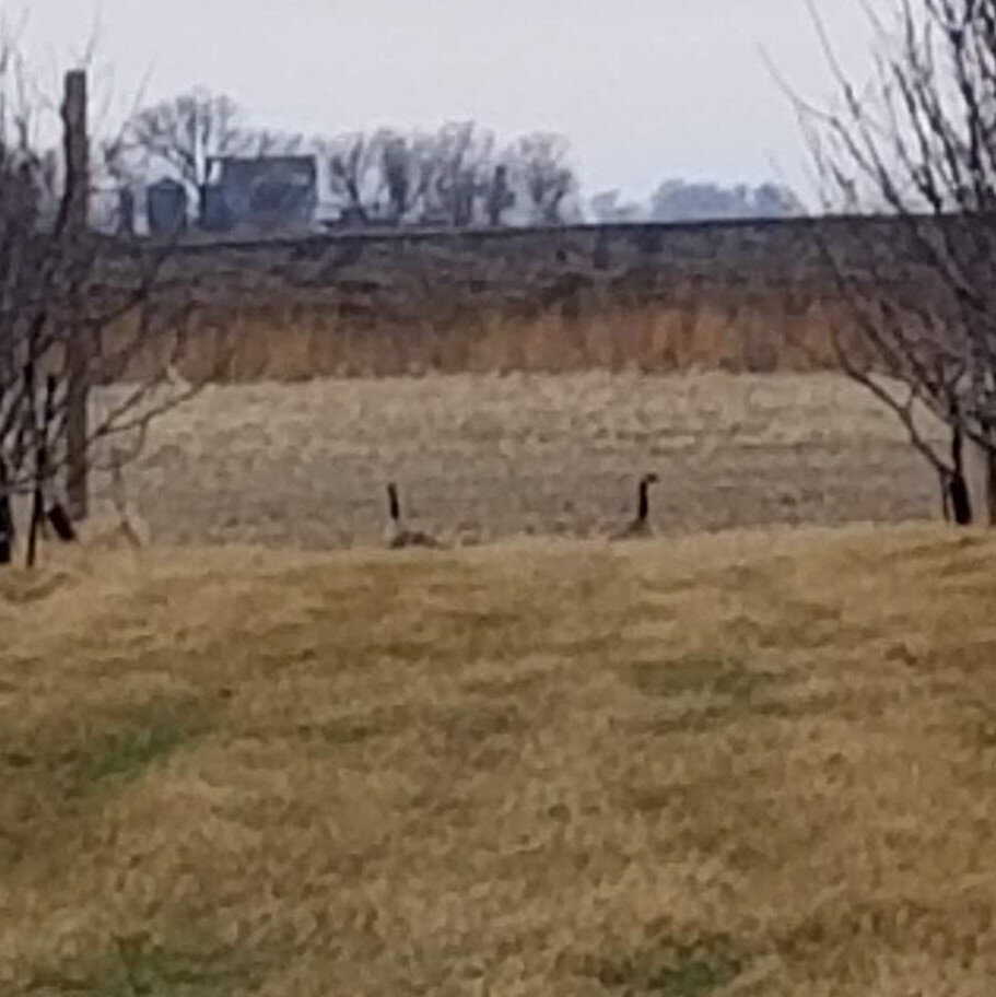 03.20.20 Canada geese visit the orchard