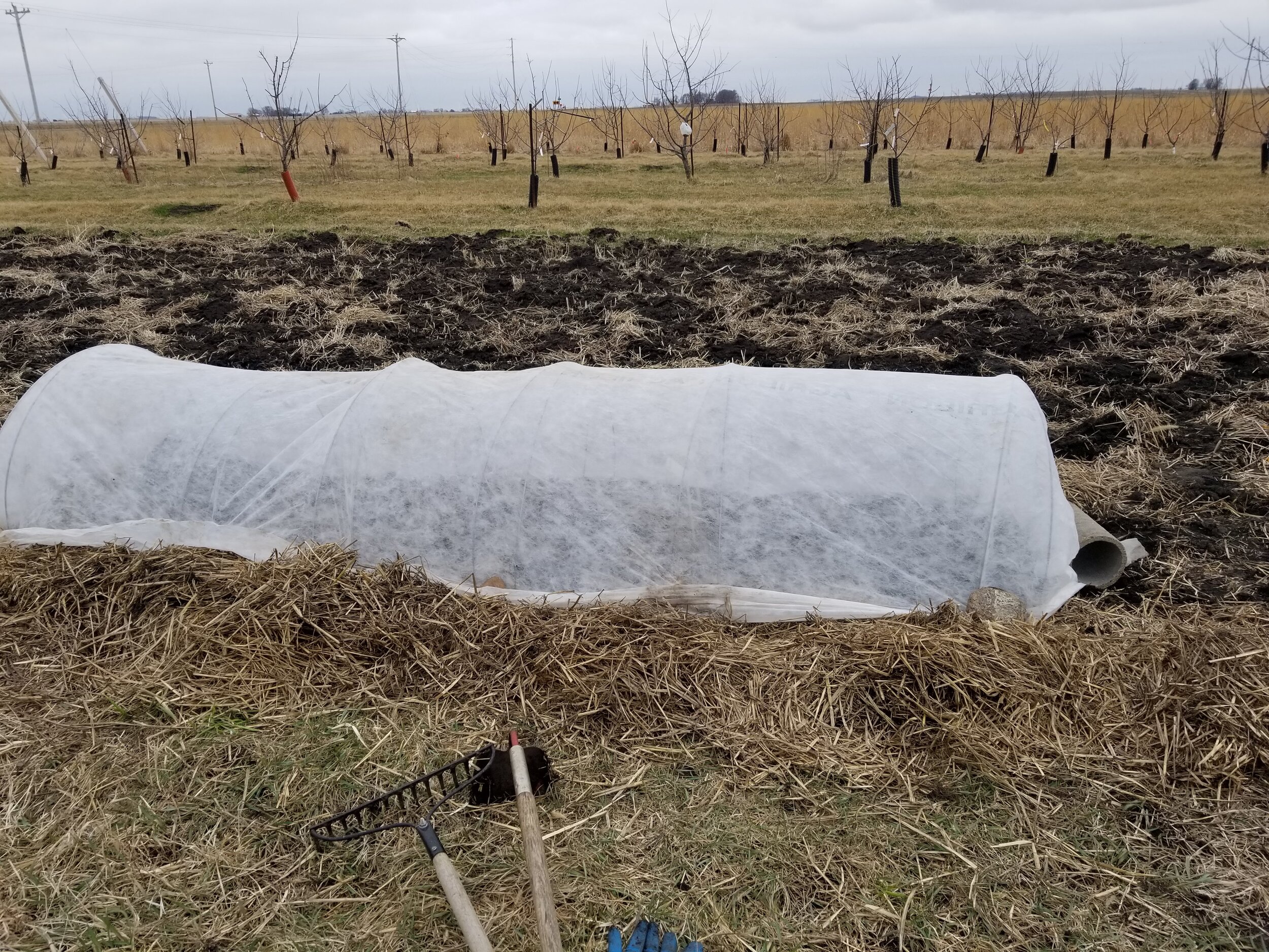 03.27.20 Peas and spinach planted