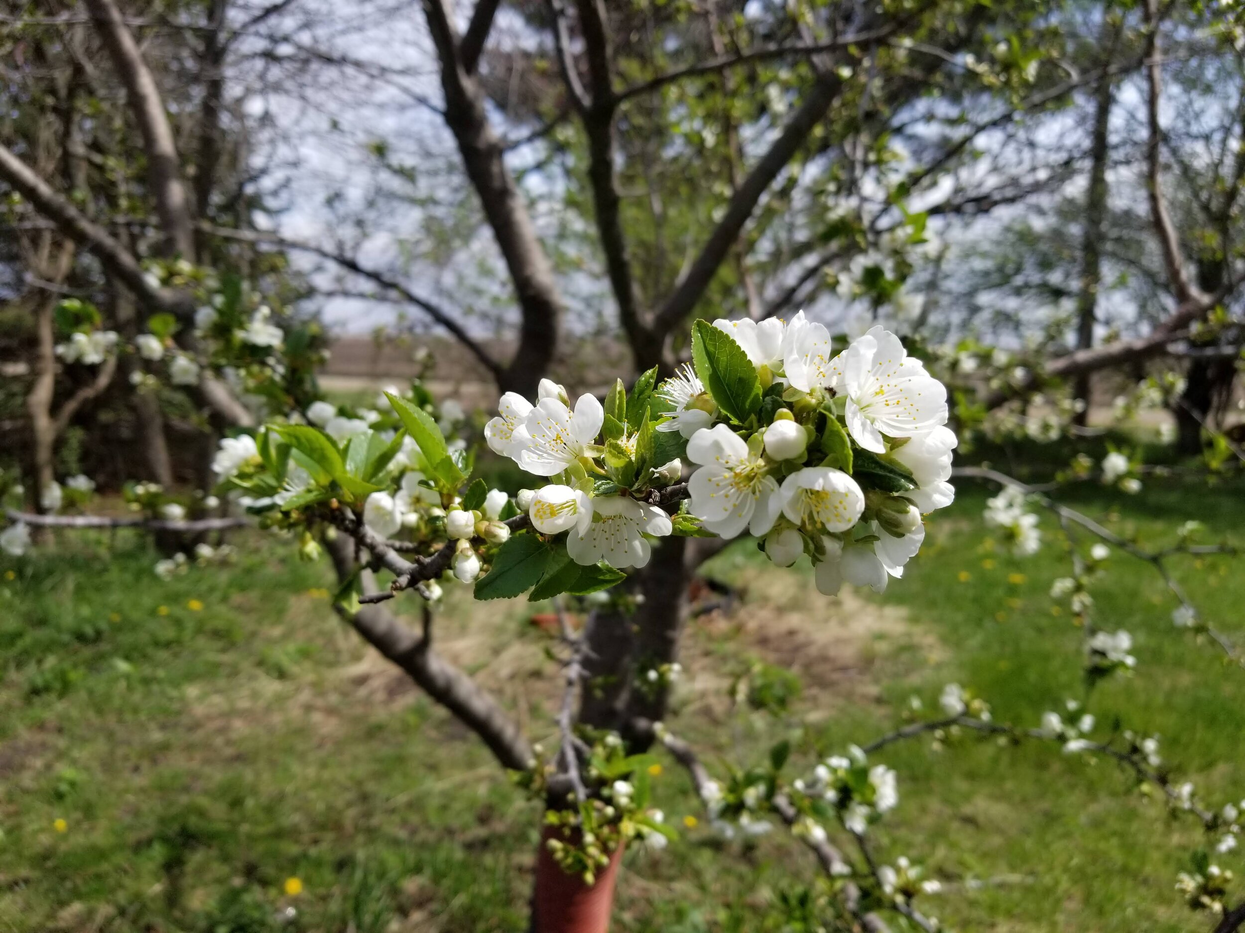 05.01.20 Cherry tree blosssoms