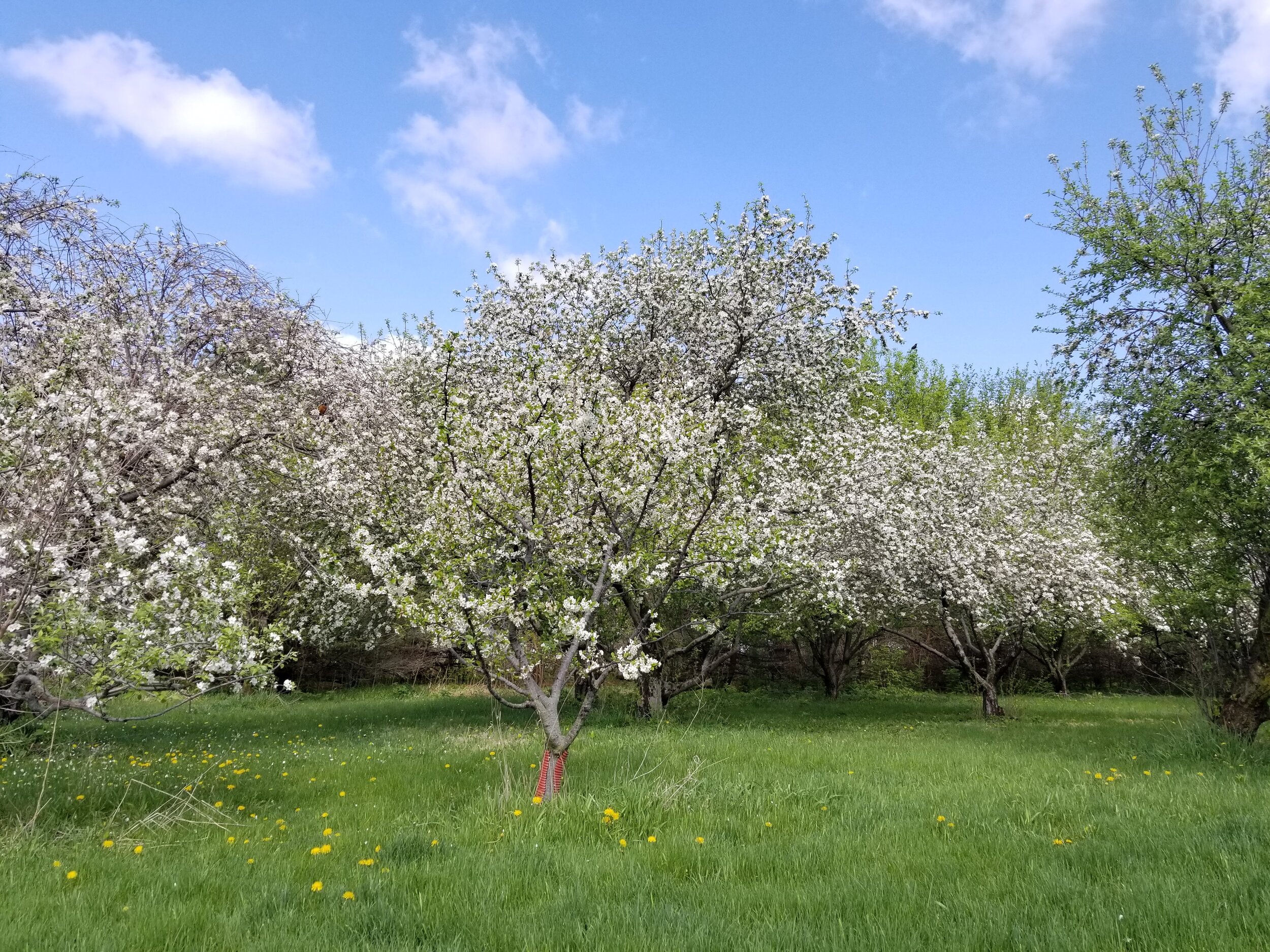 05.08.20 Fruit trees in bloom