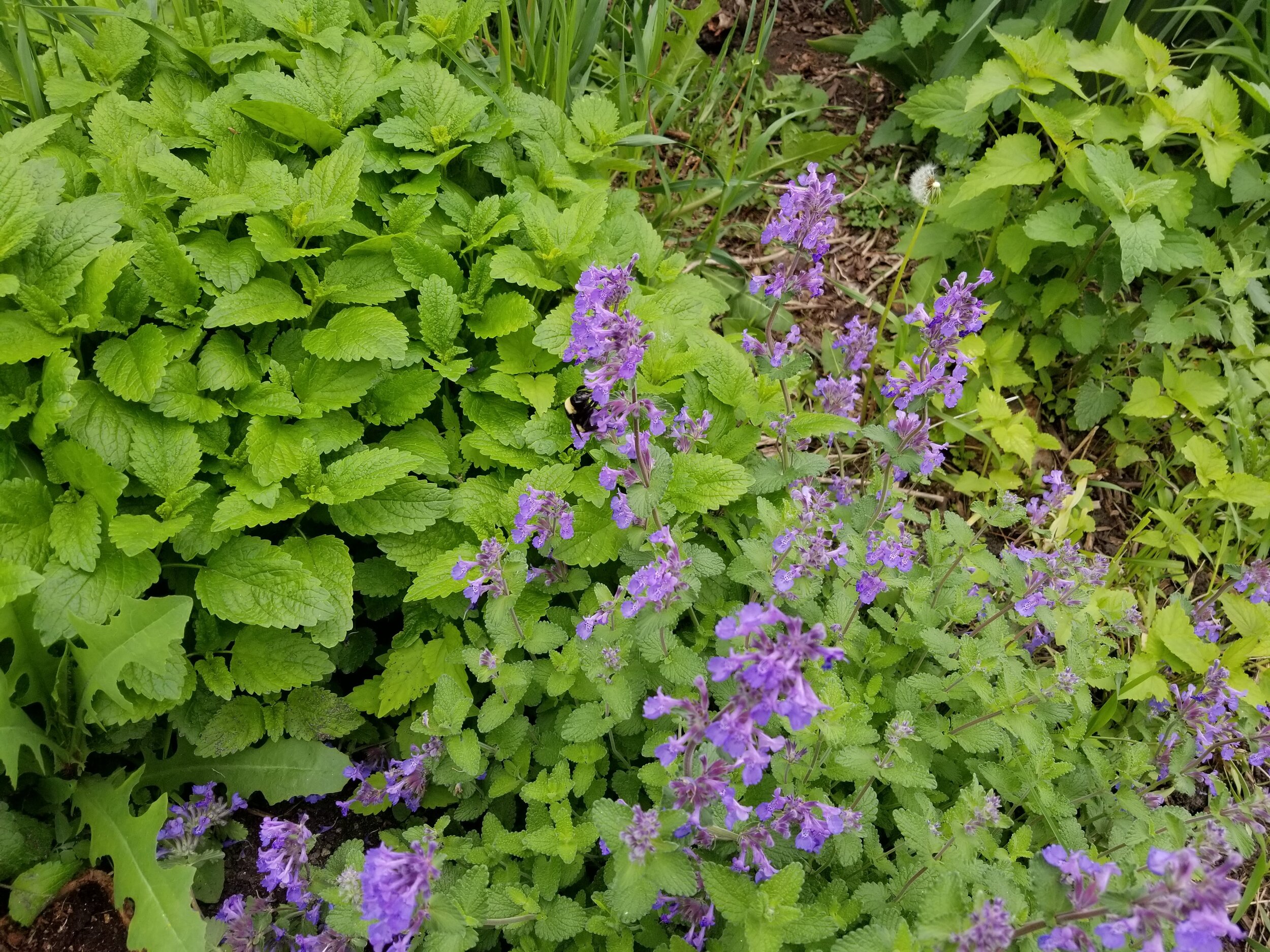 05.22.20 Bumblebee on catmint