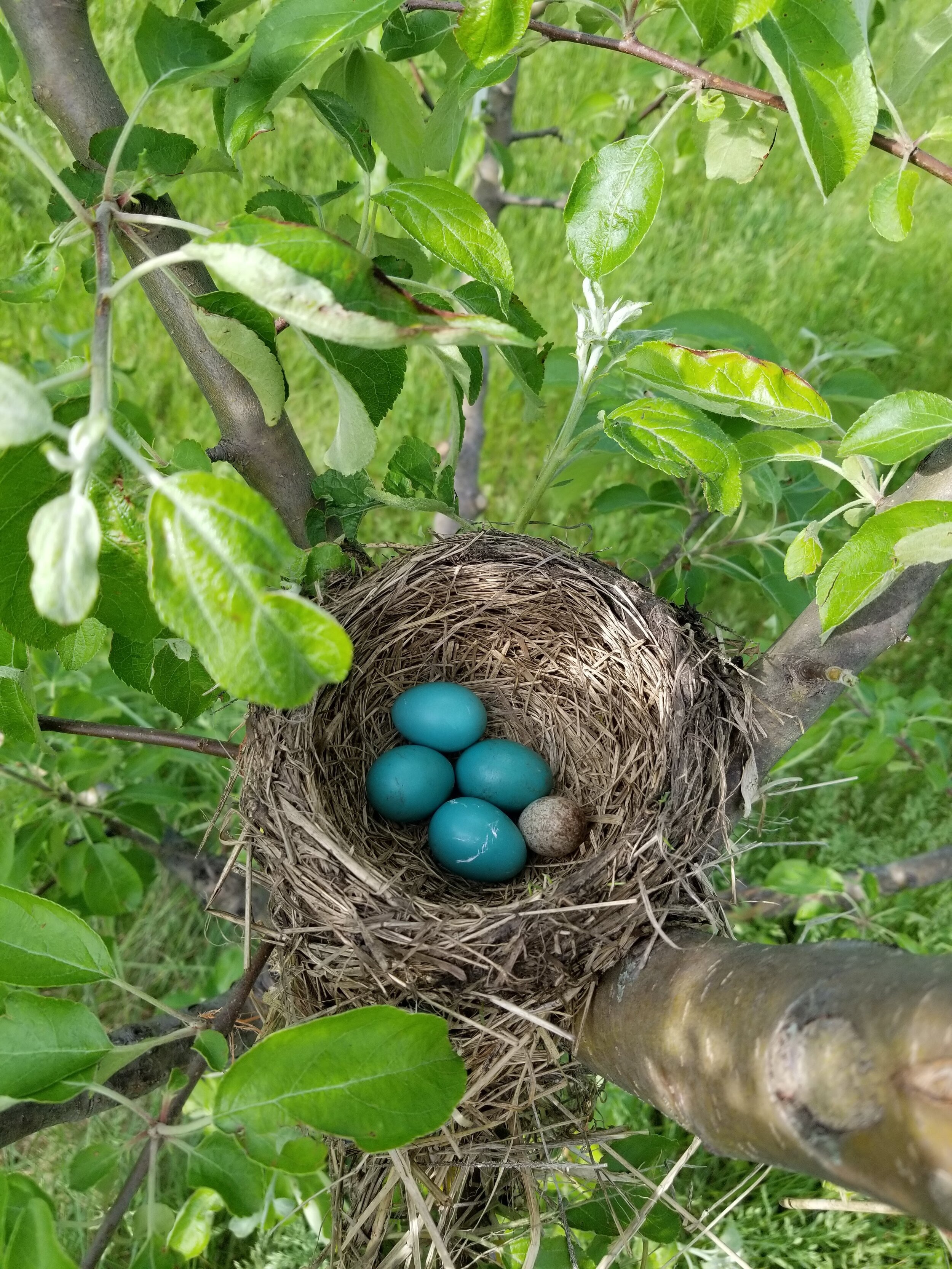 05.29.20 Cowbird egg in Robin's nest