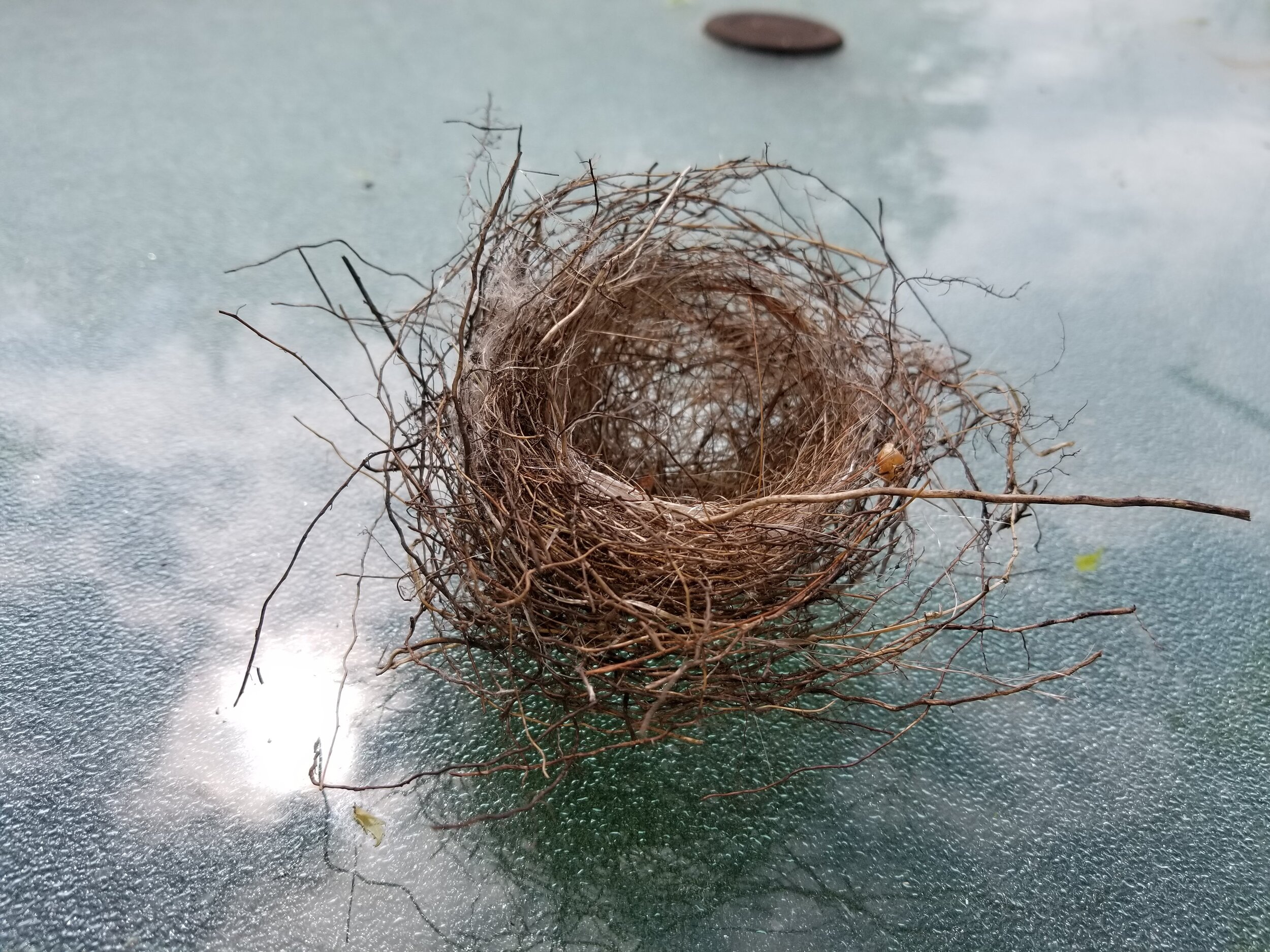 06.12.20 Delicate bird's nest