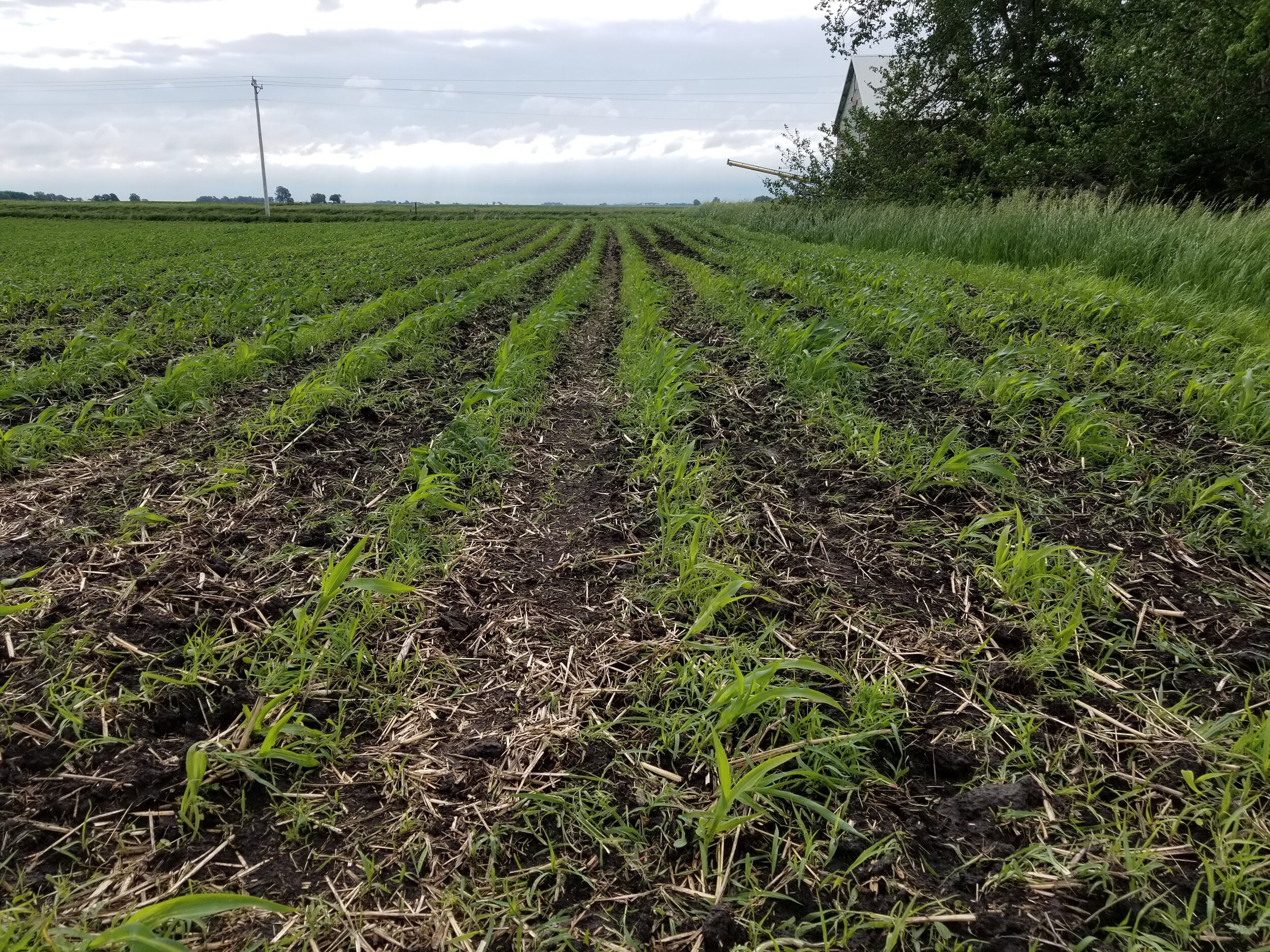 06.12.20 Organic corn cultivated