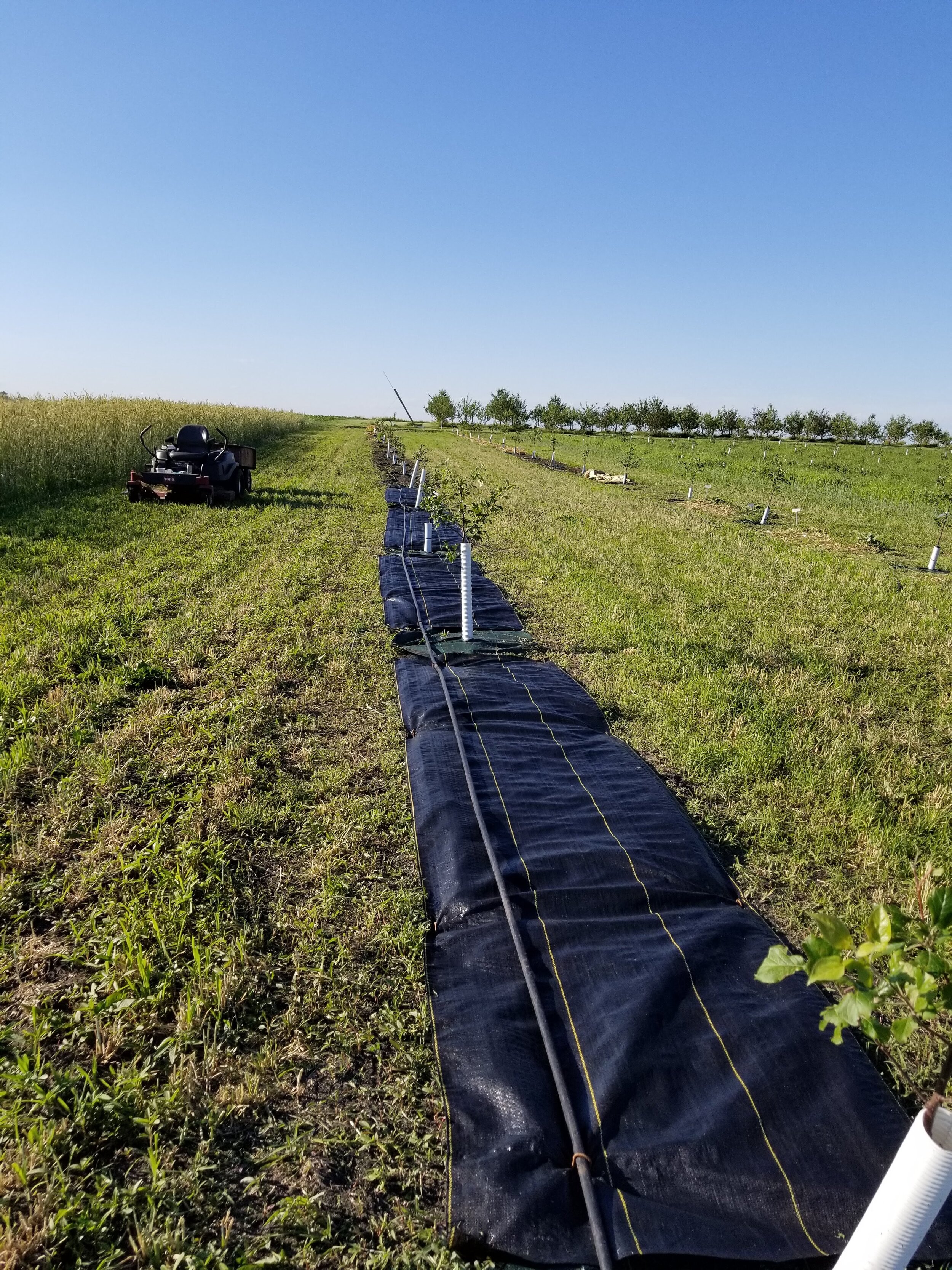 06.12.20 Landscape fabric weed control