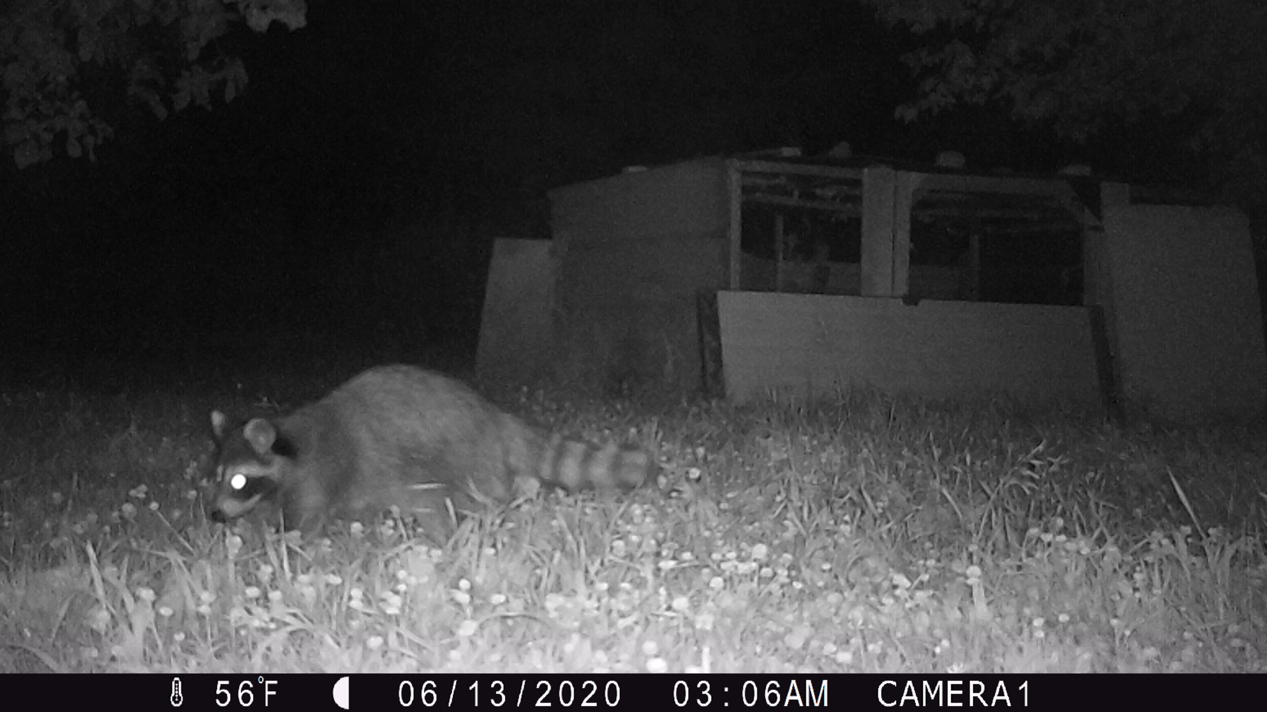 Raccoon near chicken coop