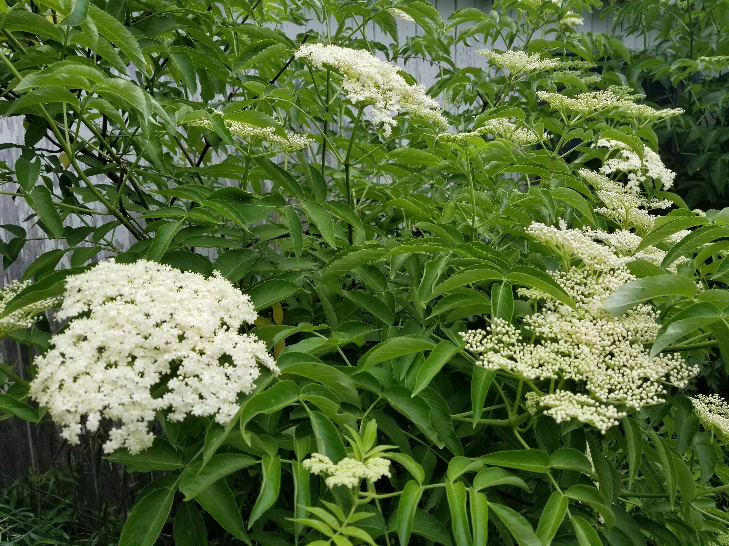 06.19.20 Elderflowers