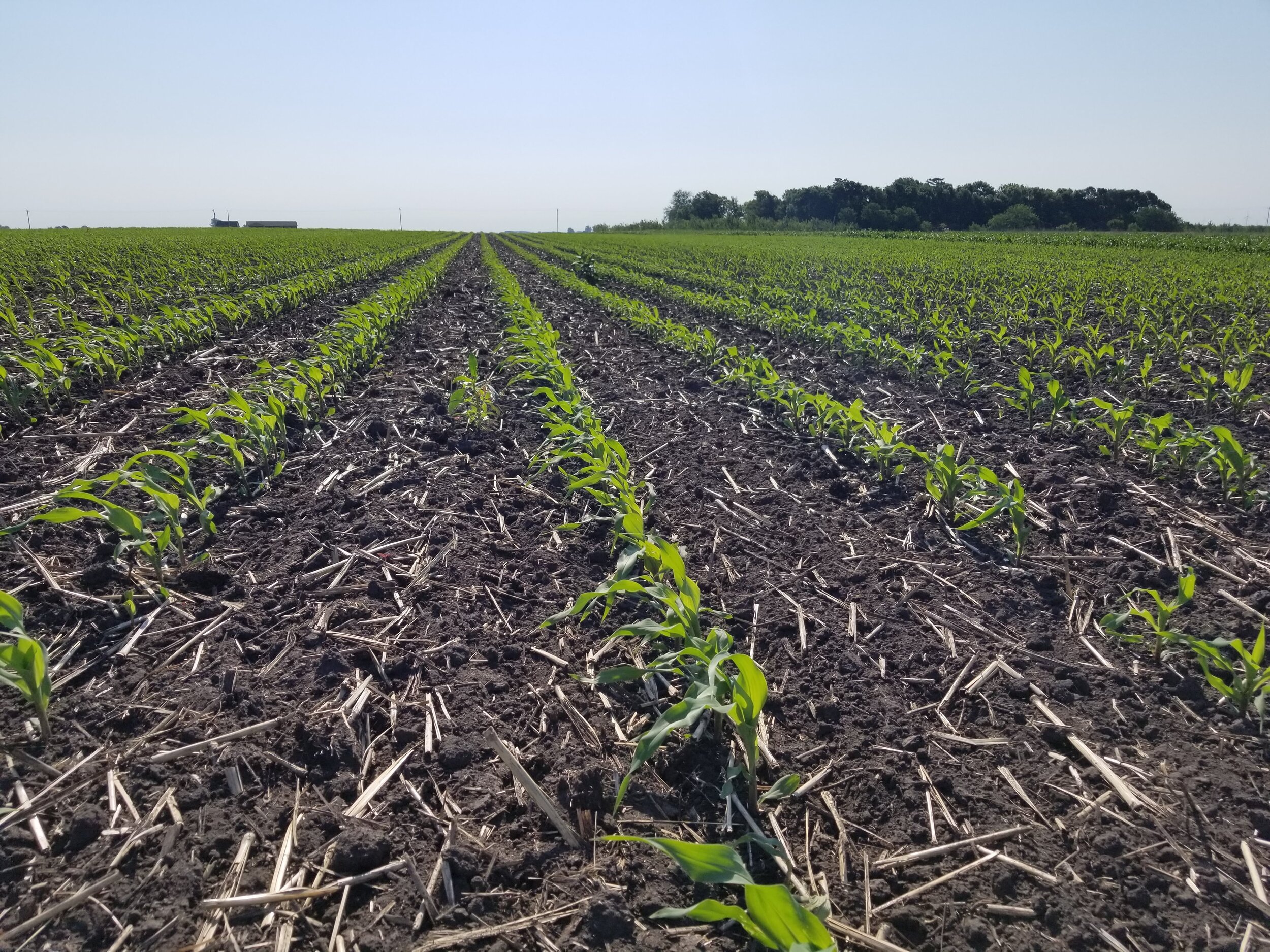 06.19.20 Organic corn growing well
