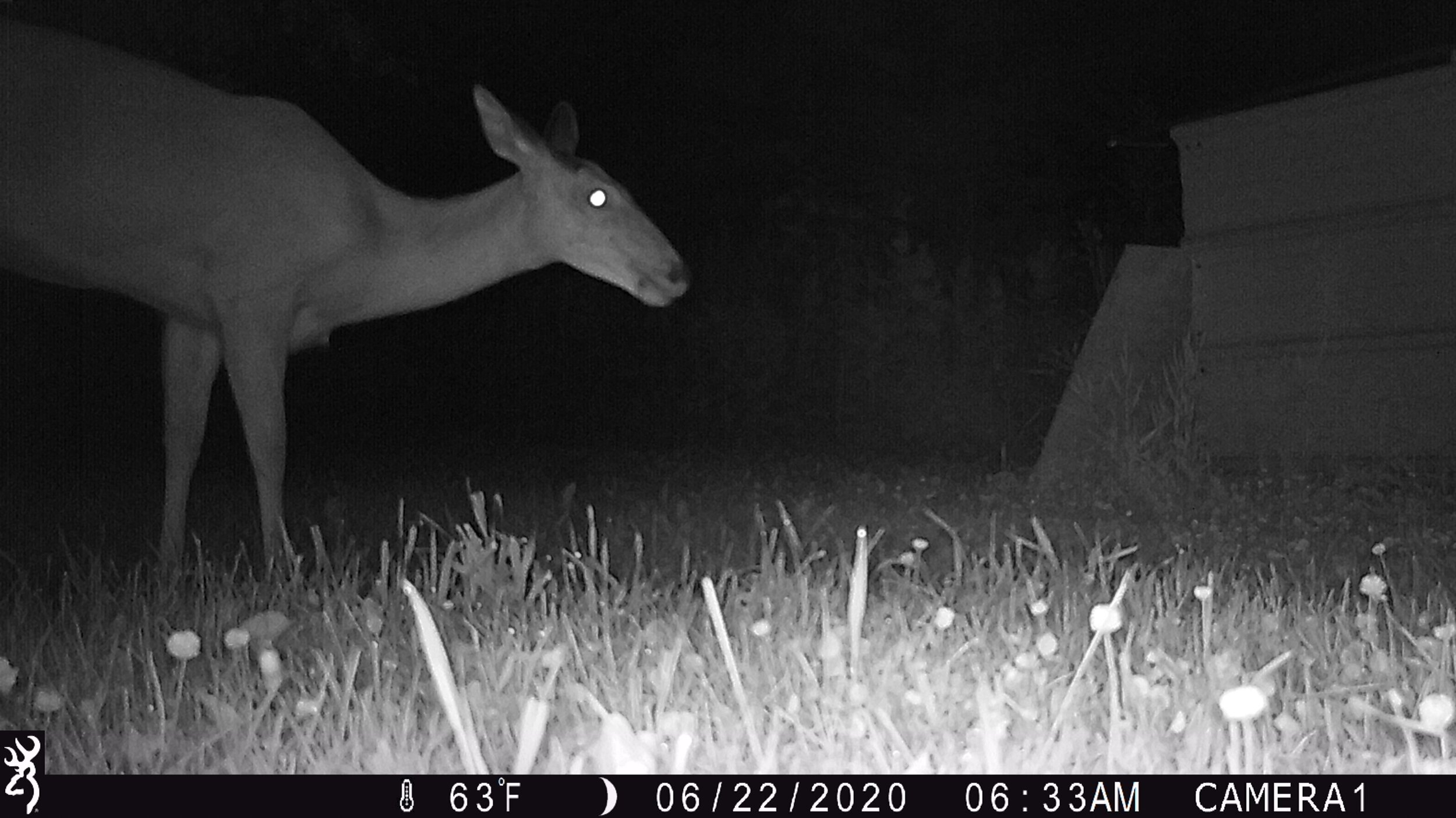 It's a deer wandering through the yard!